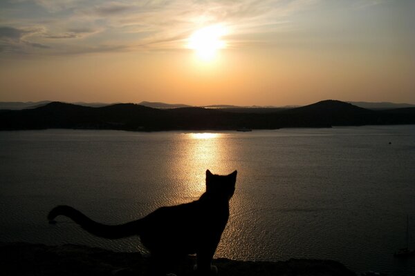 Schwarze Katze bei Sonnenuntergang am Meer