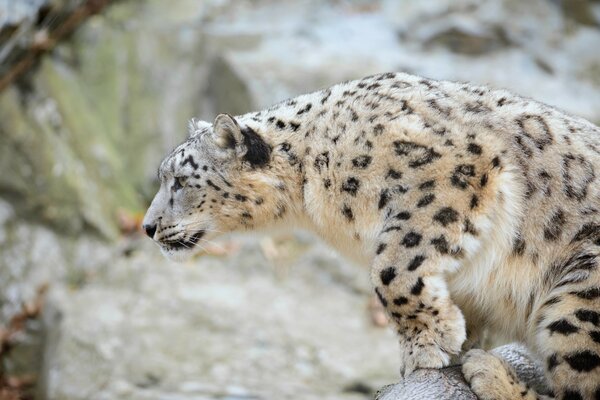 Leopardo gato salvaje en la caza