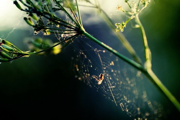 A sunny picture with a web and a spider