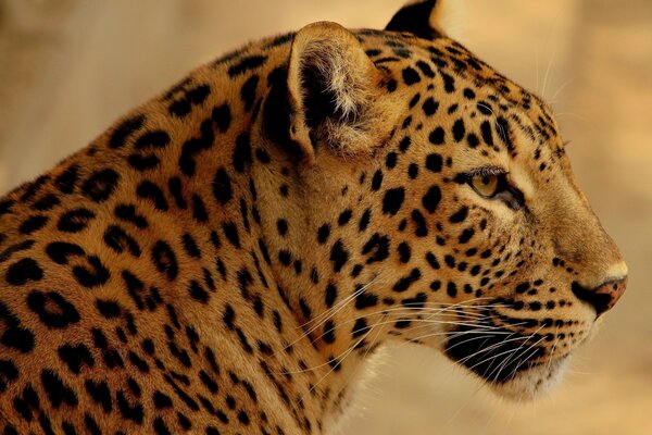 La mirada atenta del leopardo salvaje