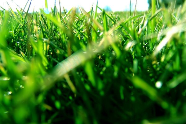 Champ vert, feuilles d herbe