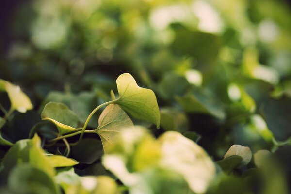 Feuilles vertes sur photo floue