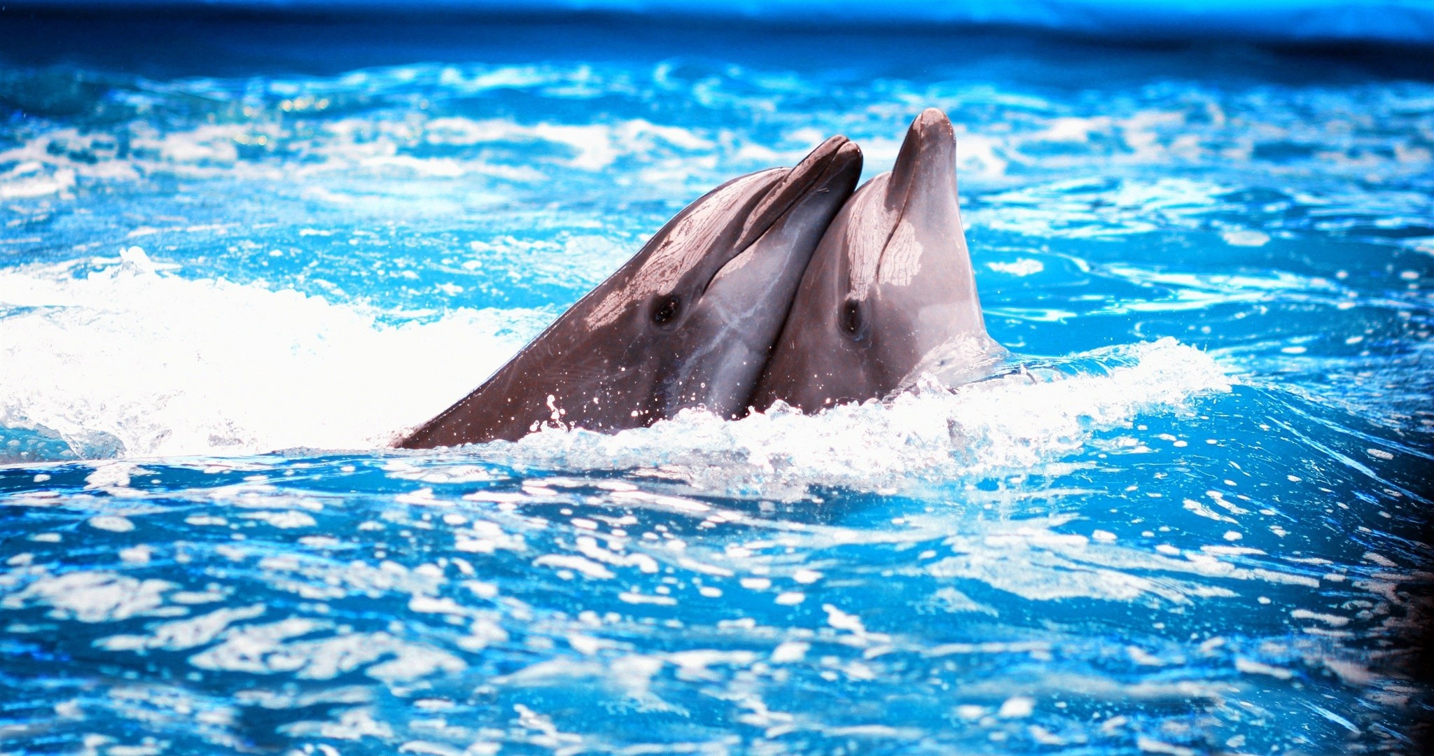 dauphins mousse eau piscine couple delphinarium