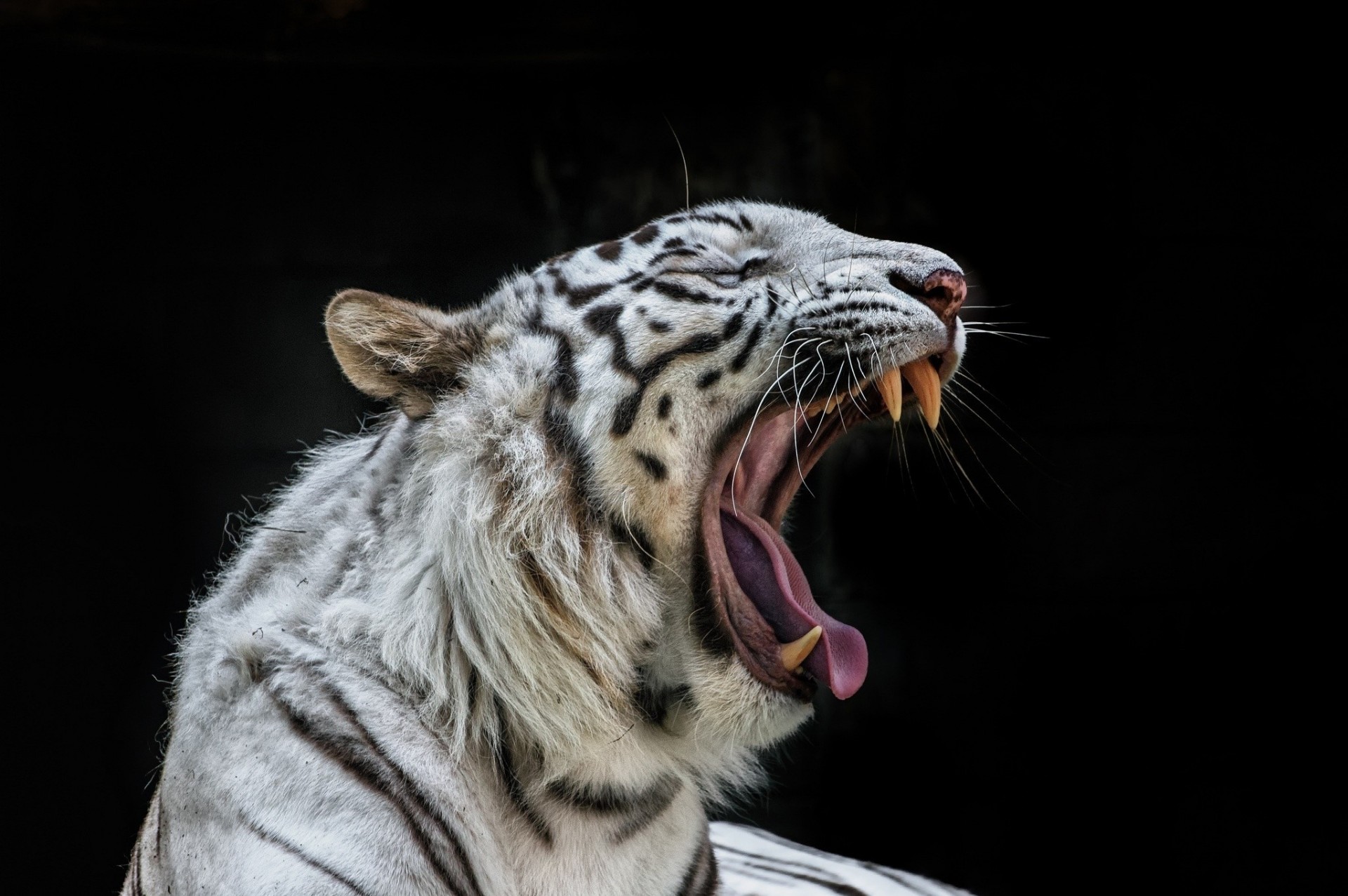 dunkler hintergrund tiger mund eckzähne wildkatze gähnen