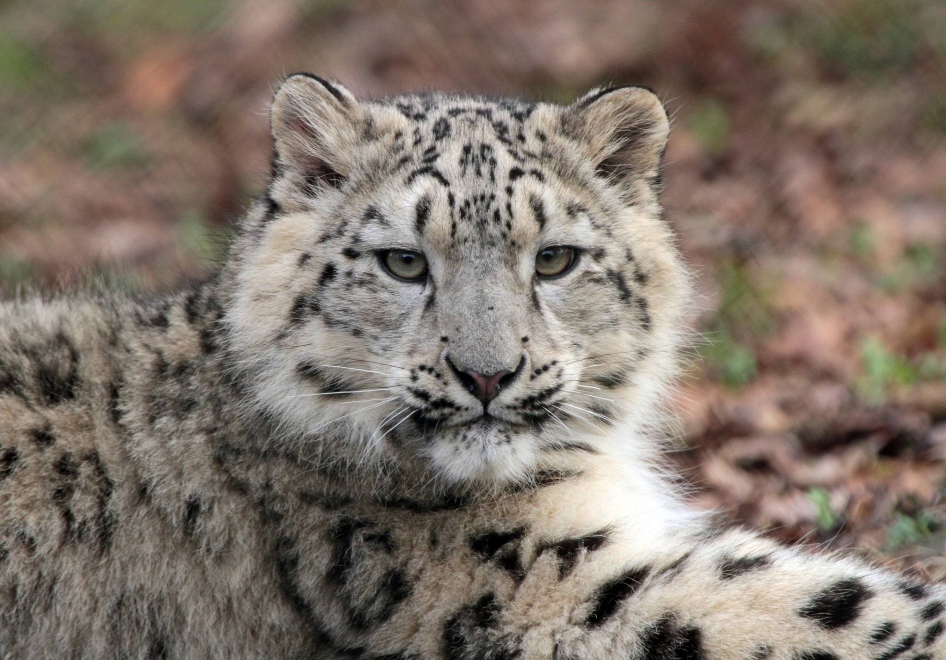 teeth baby the beast wild cat leopard