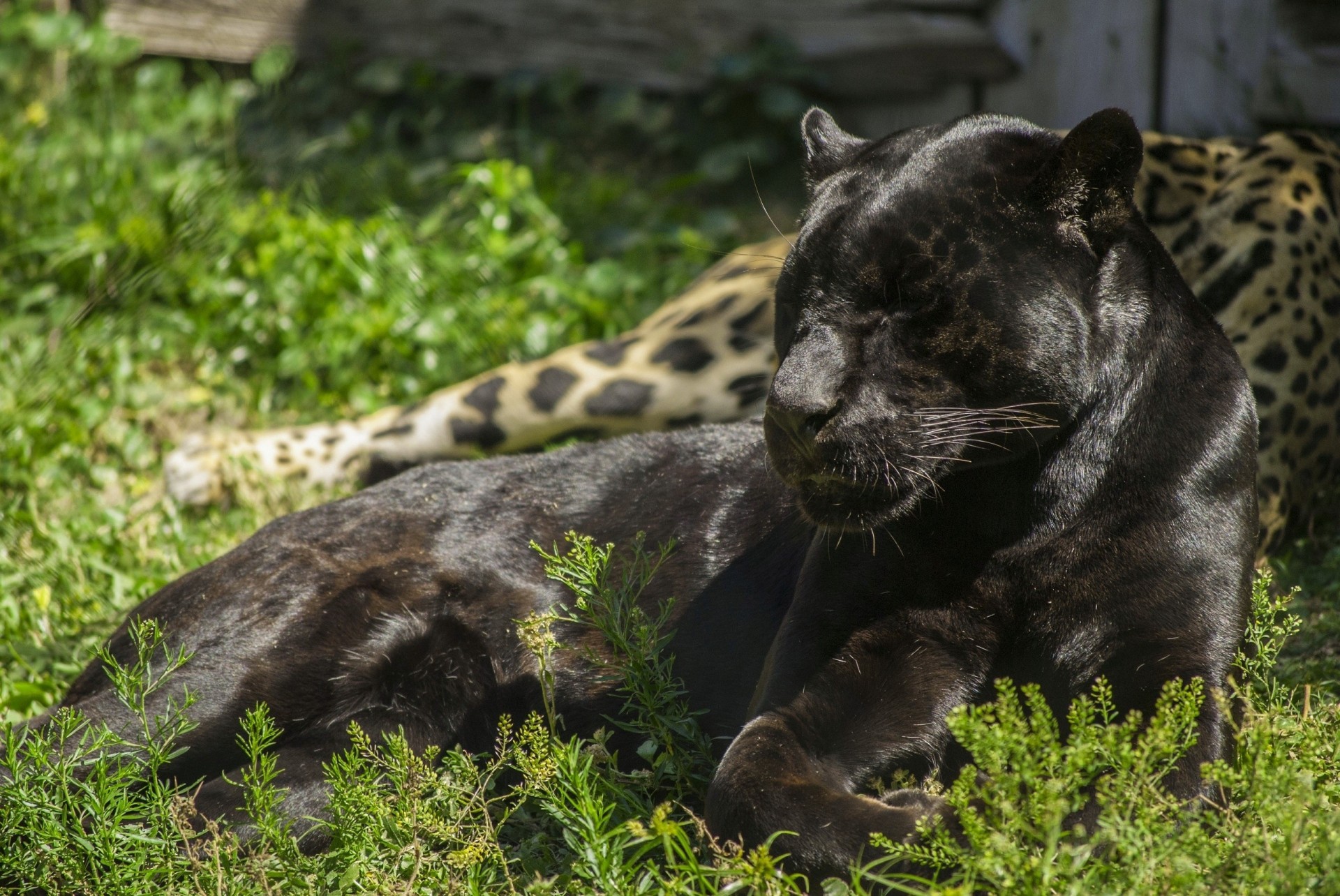 дикая кошка jaguar пантера черный ягуар