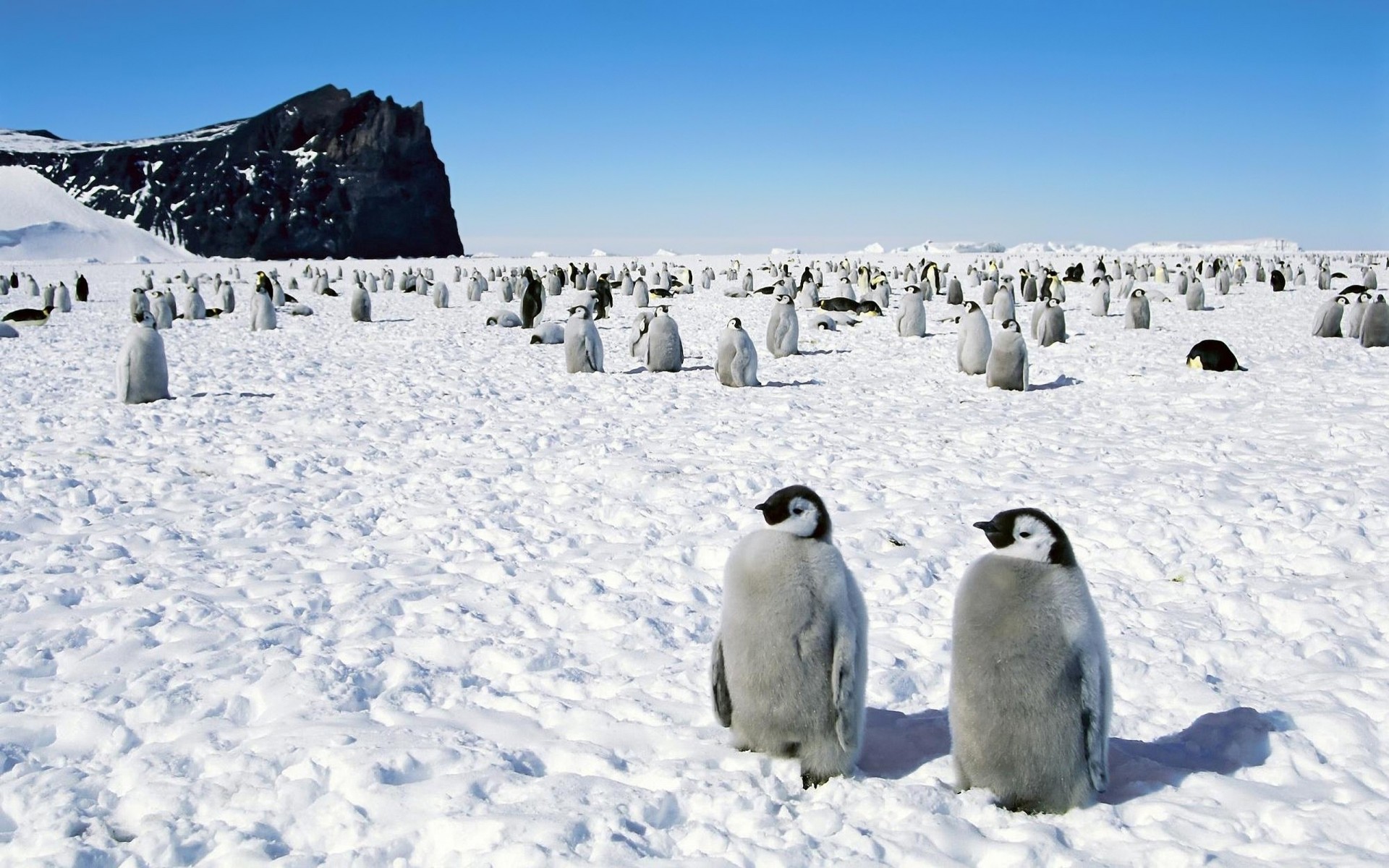 penguins walk antarctica bird