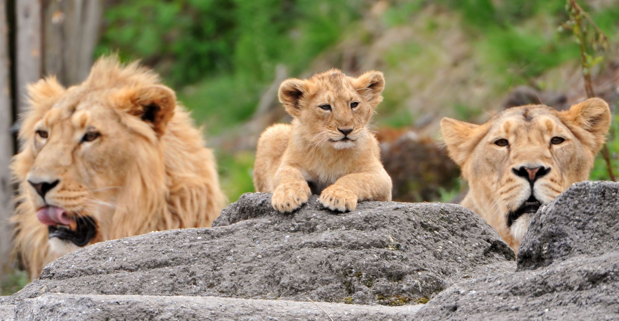 family lions baby teeth predator