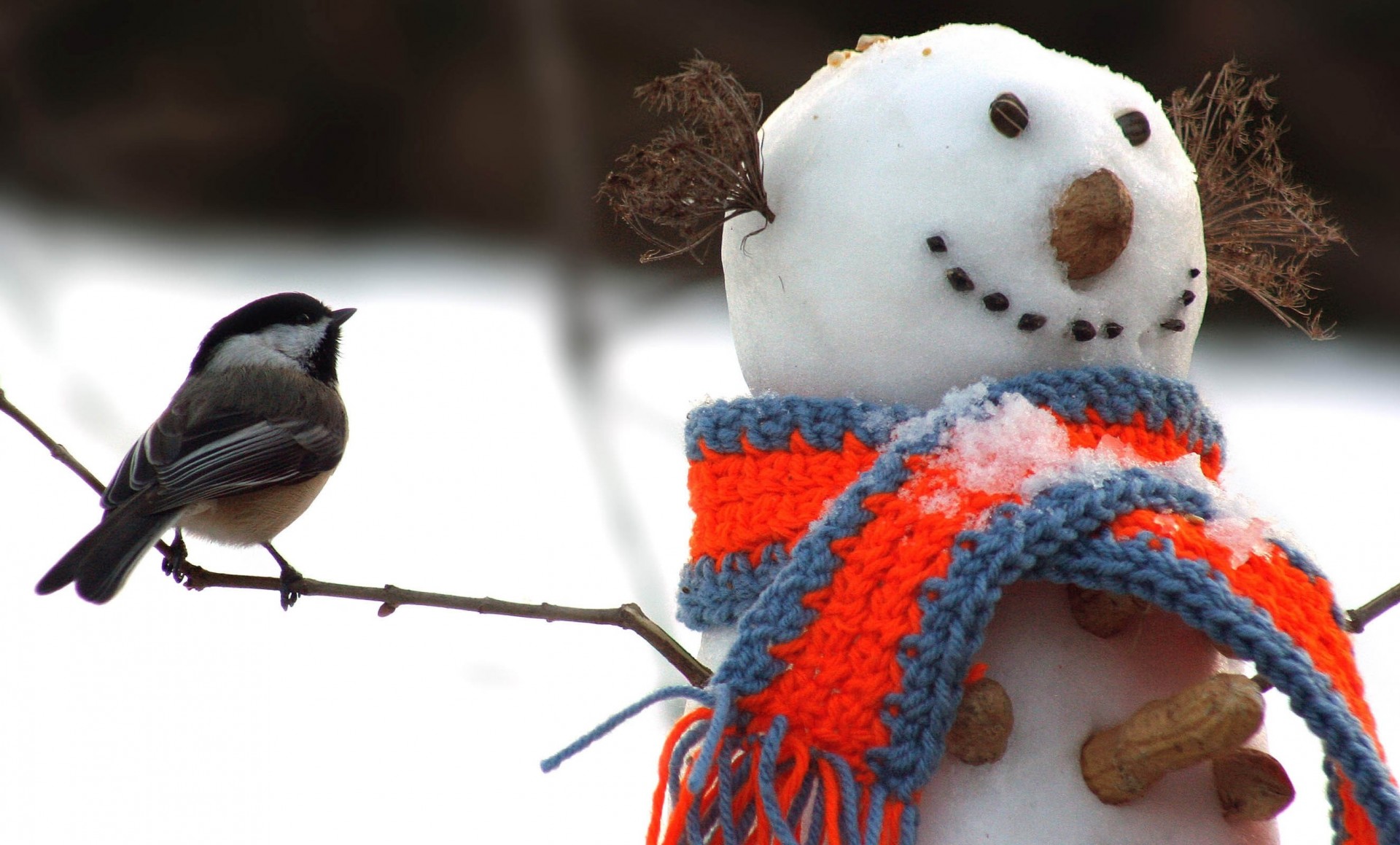 ramitas pájaros muñeco de nieve tit nieve bufanda invierno