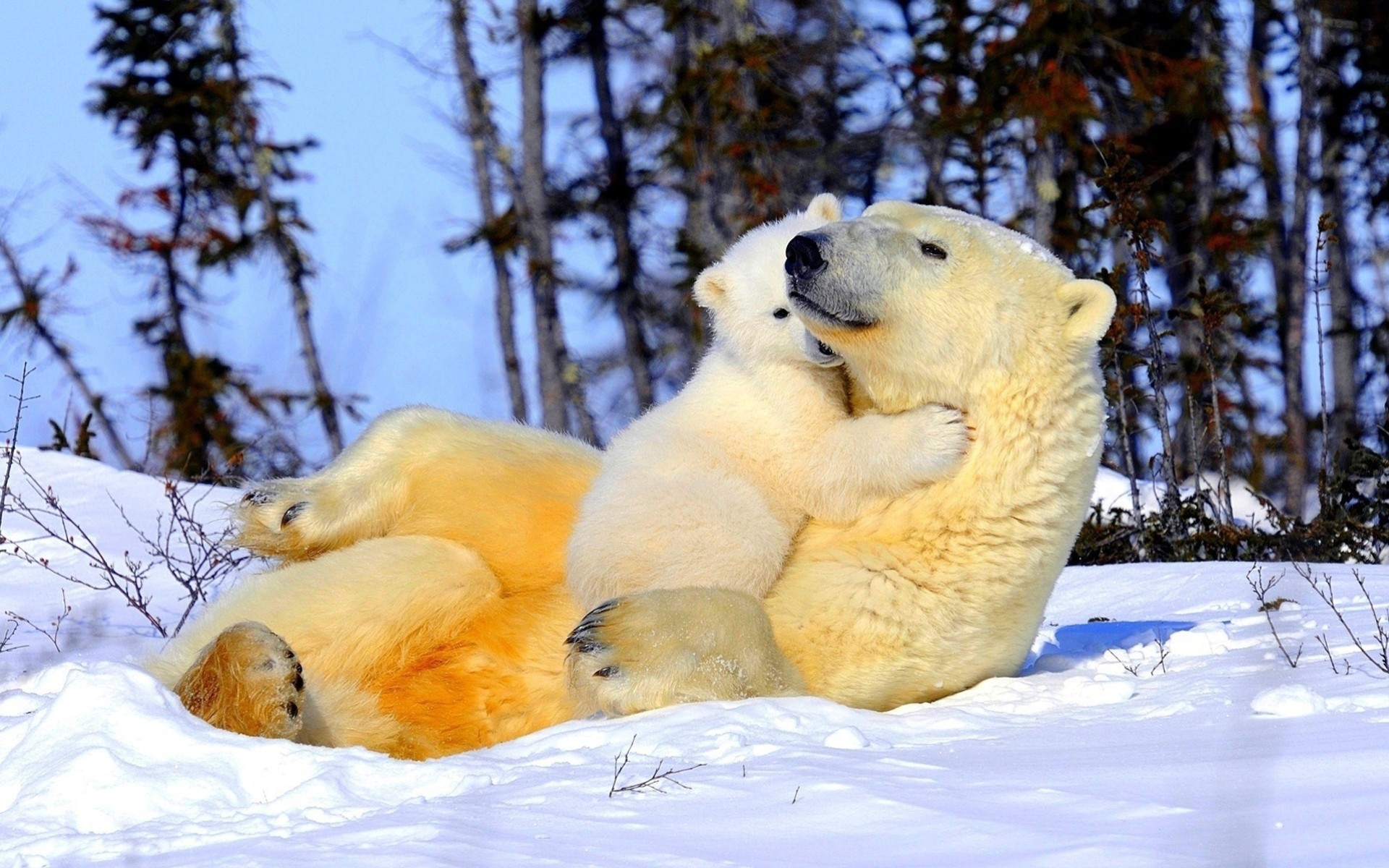 natura nord orso polare tenerezza neve bambini genitori inverno