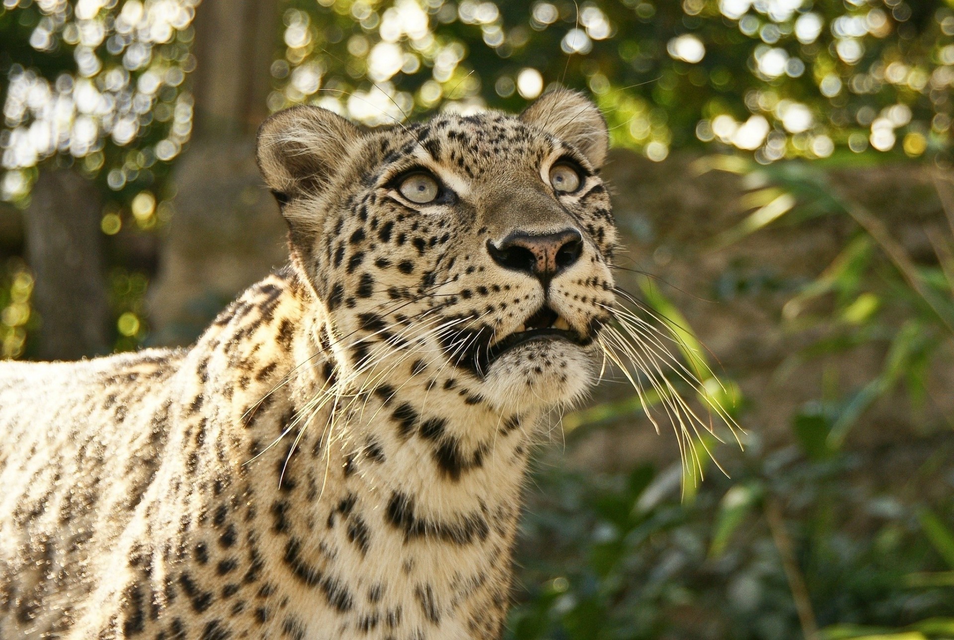 dientes gato salvaje leopardo