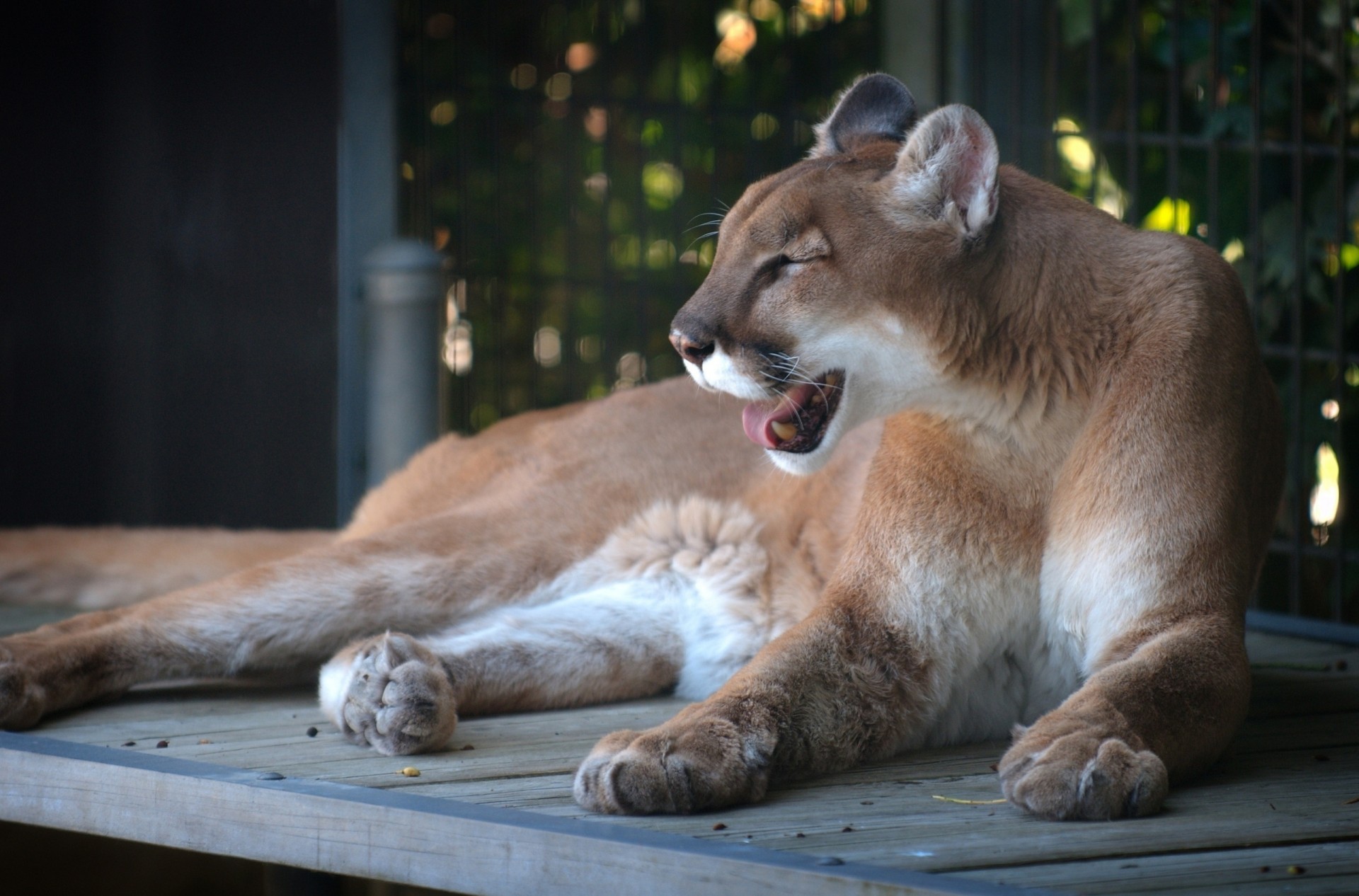 gatto selvatico puma