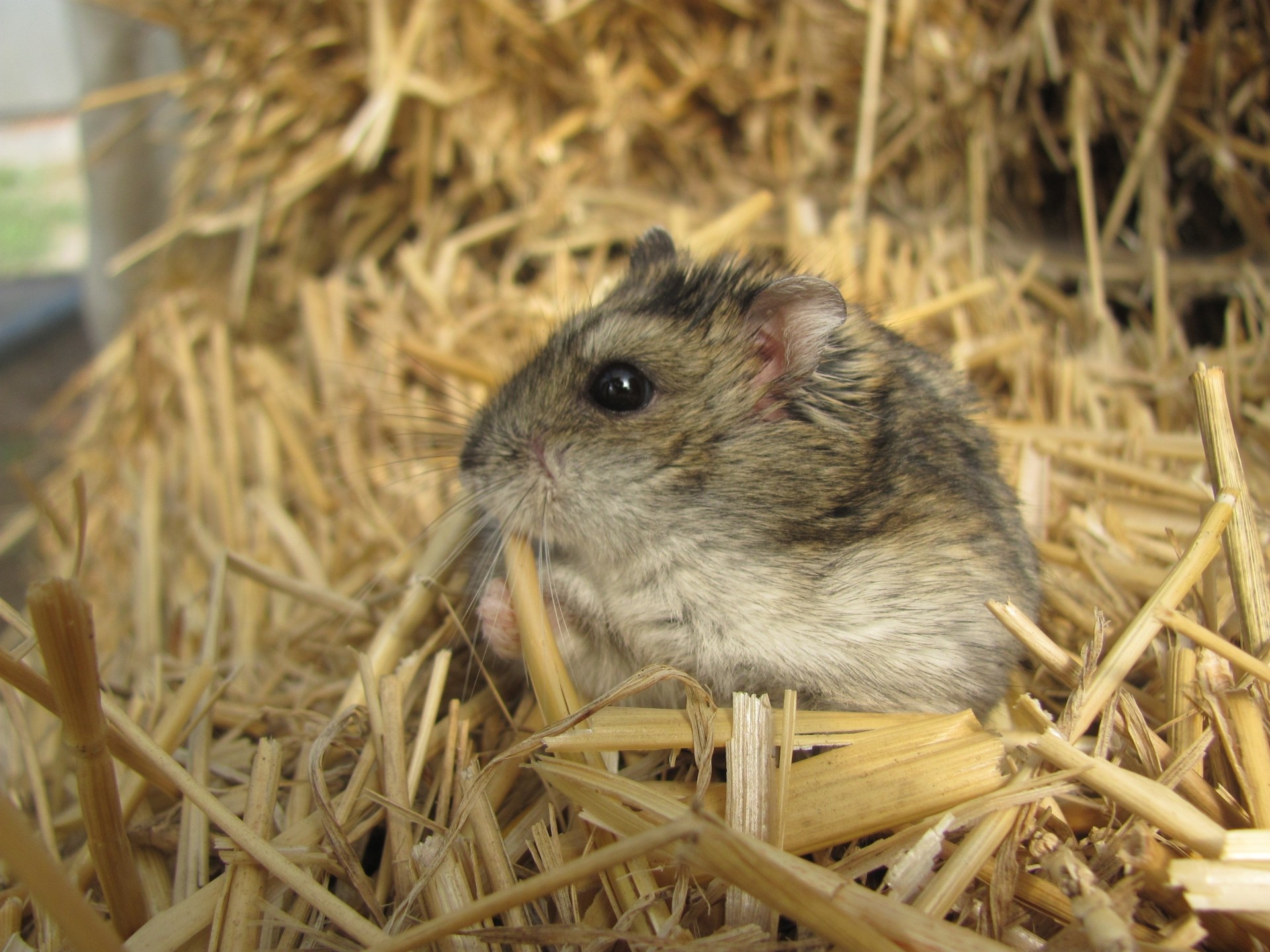 hamster child grass chip