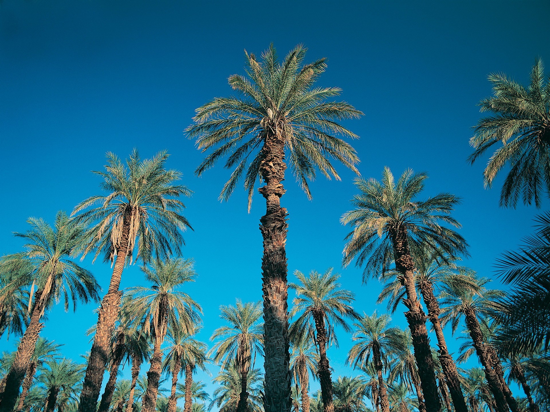 palm sky blue