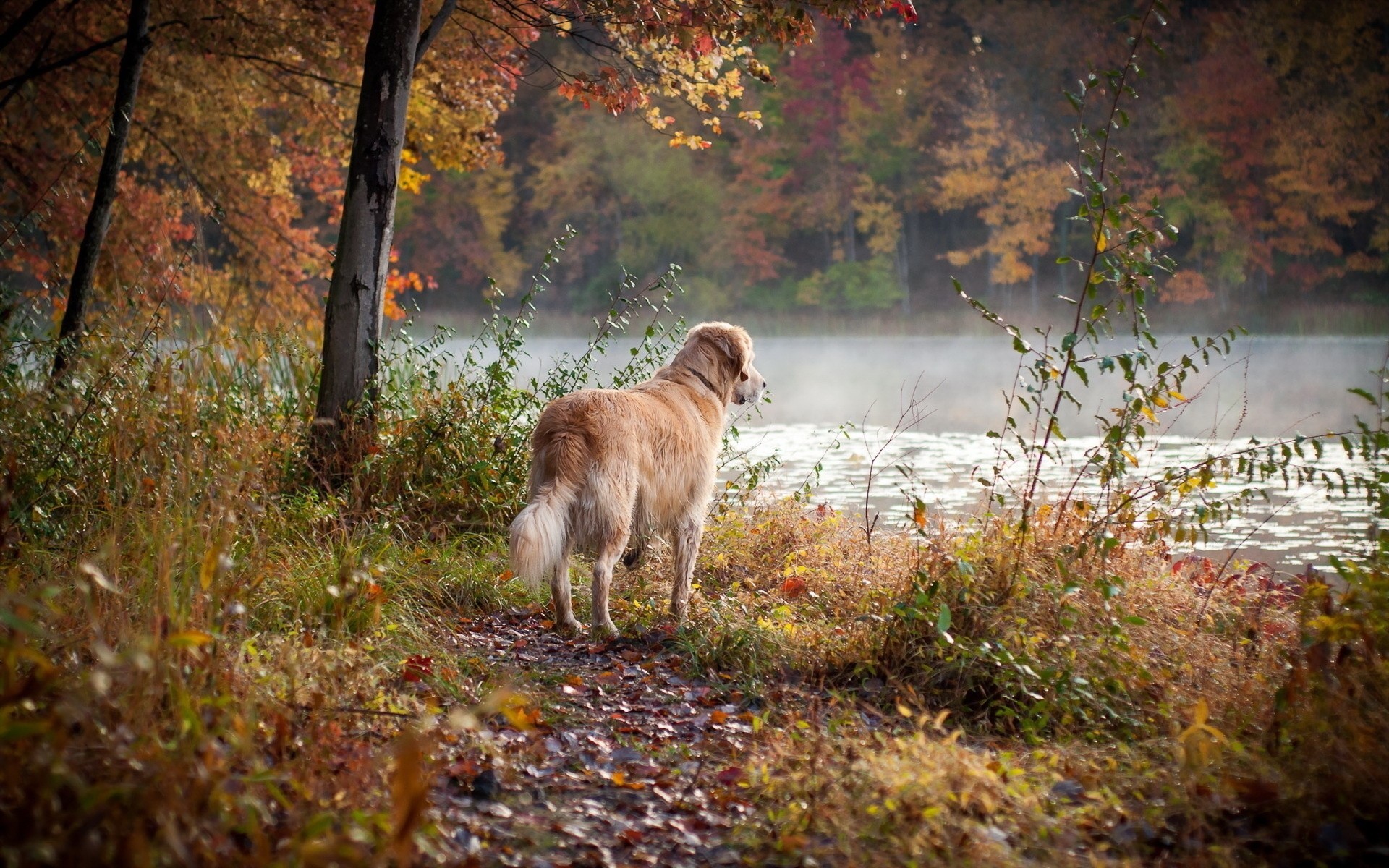 autunno cane amico