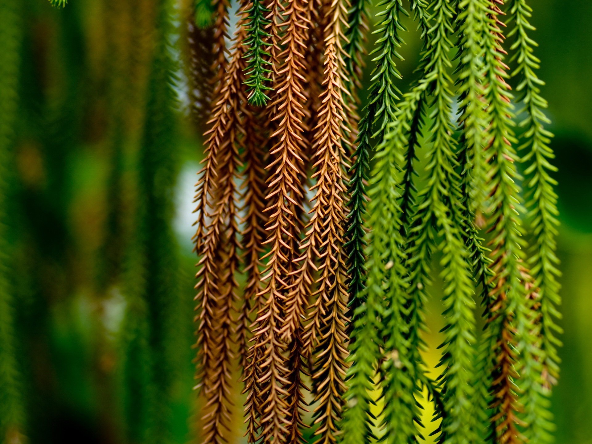 verts épines branches