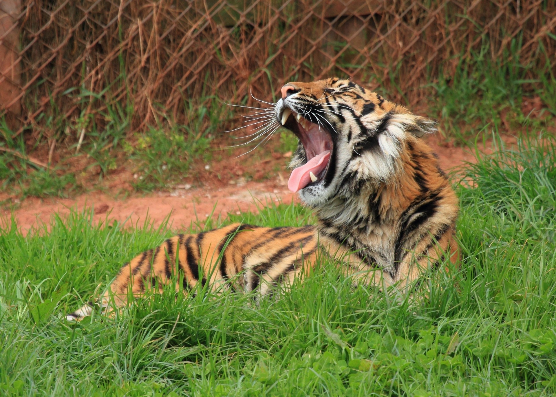 mund wildkatze gähnt tiger