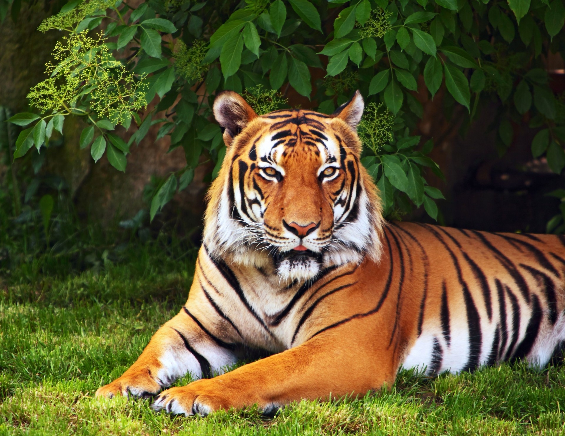 hoja pantalla ancha pantalla completa verde árbol hierba papel pintado fondo animales tigre