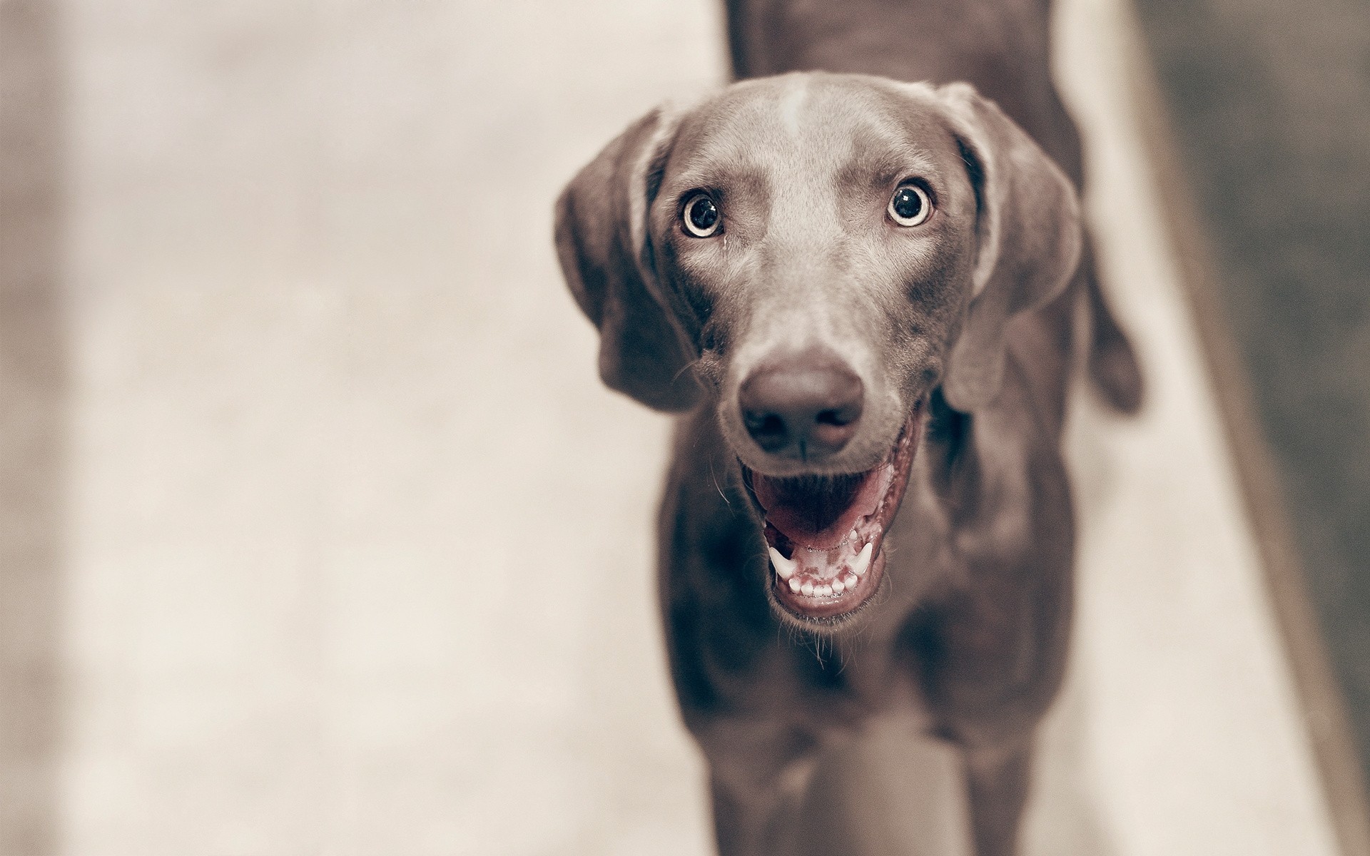 chien dents vue sourire