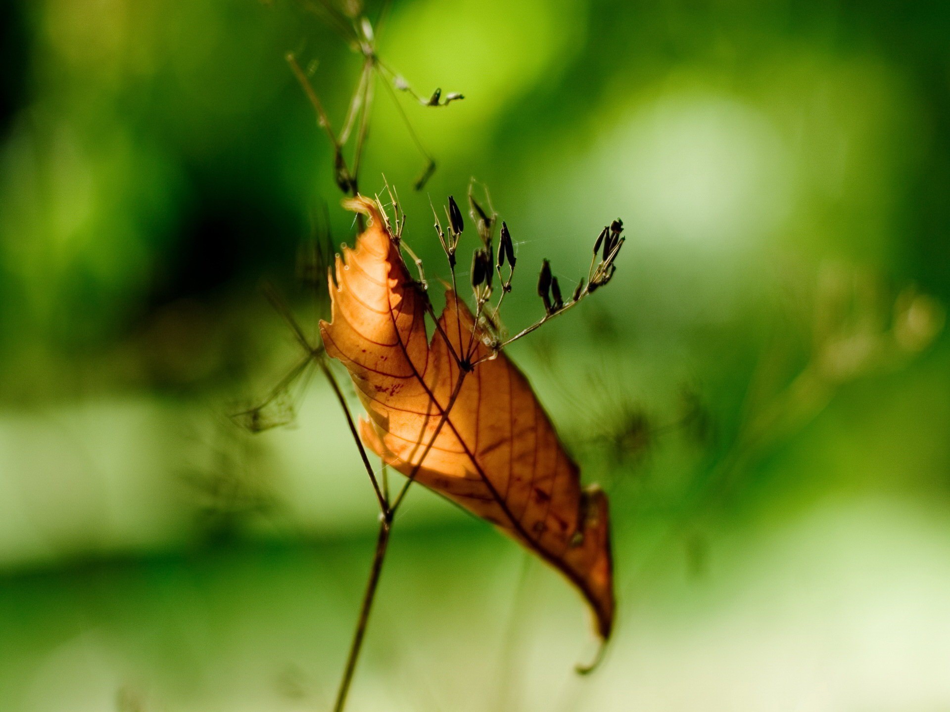 feuille branche verdure