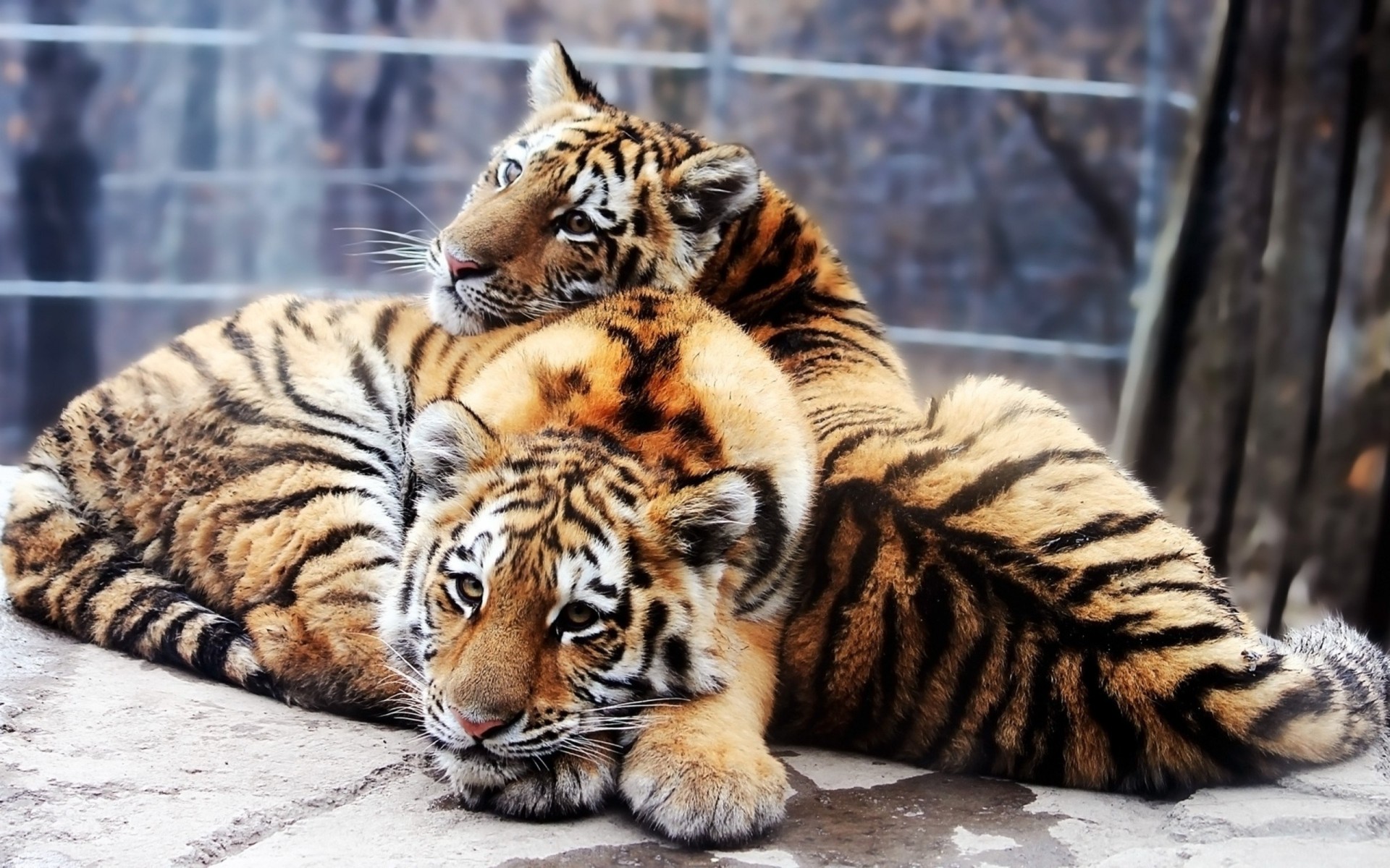 tender tigers cubs predators the pair