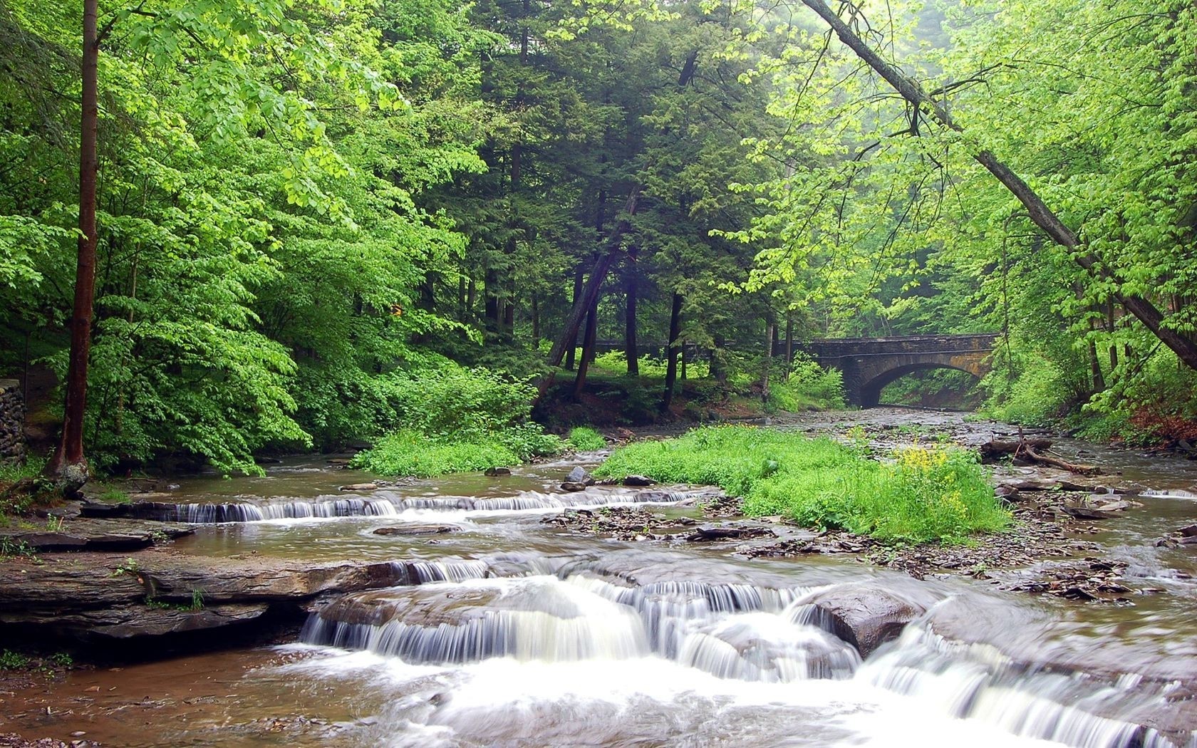 wald fluss brücke