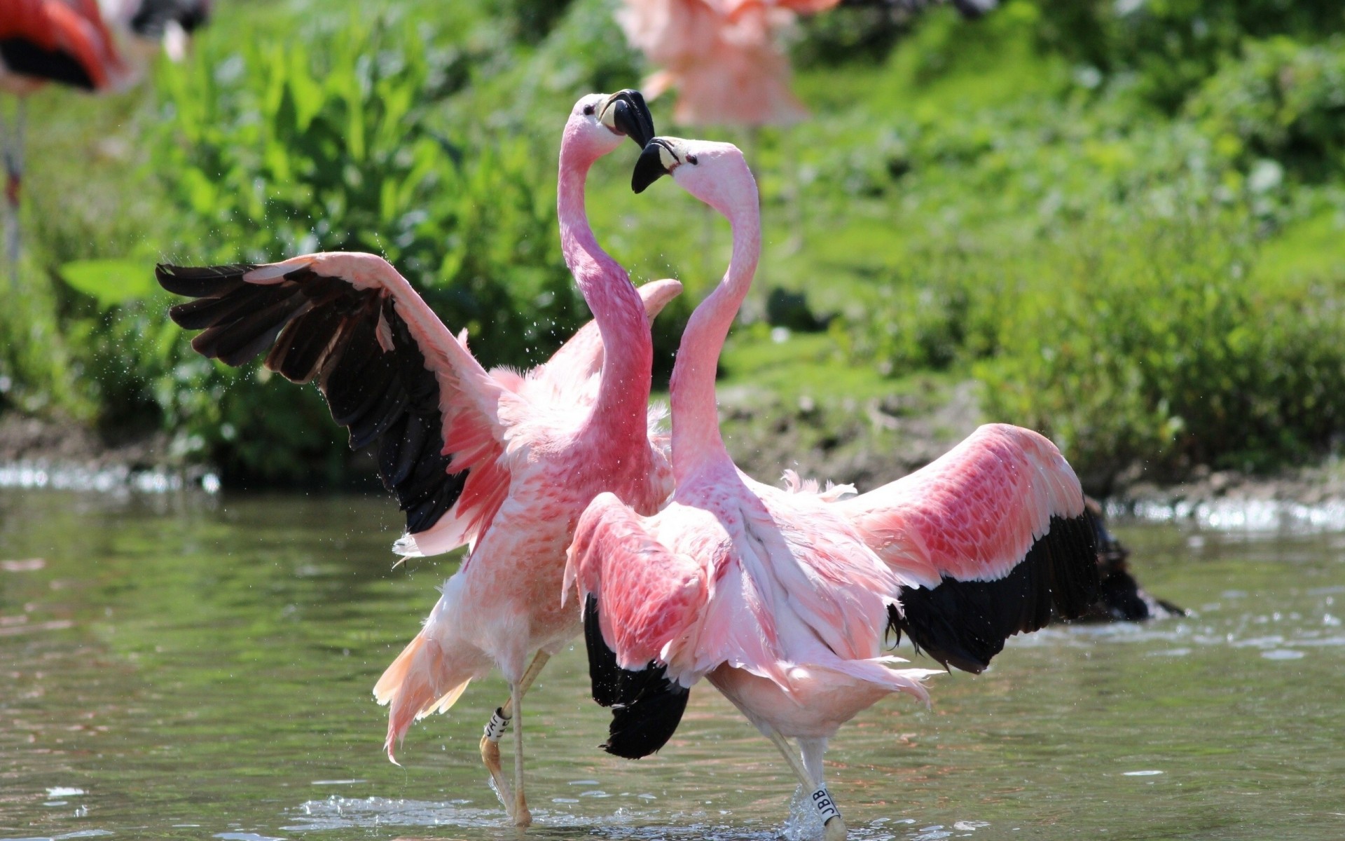 dance flamingos bird