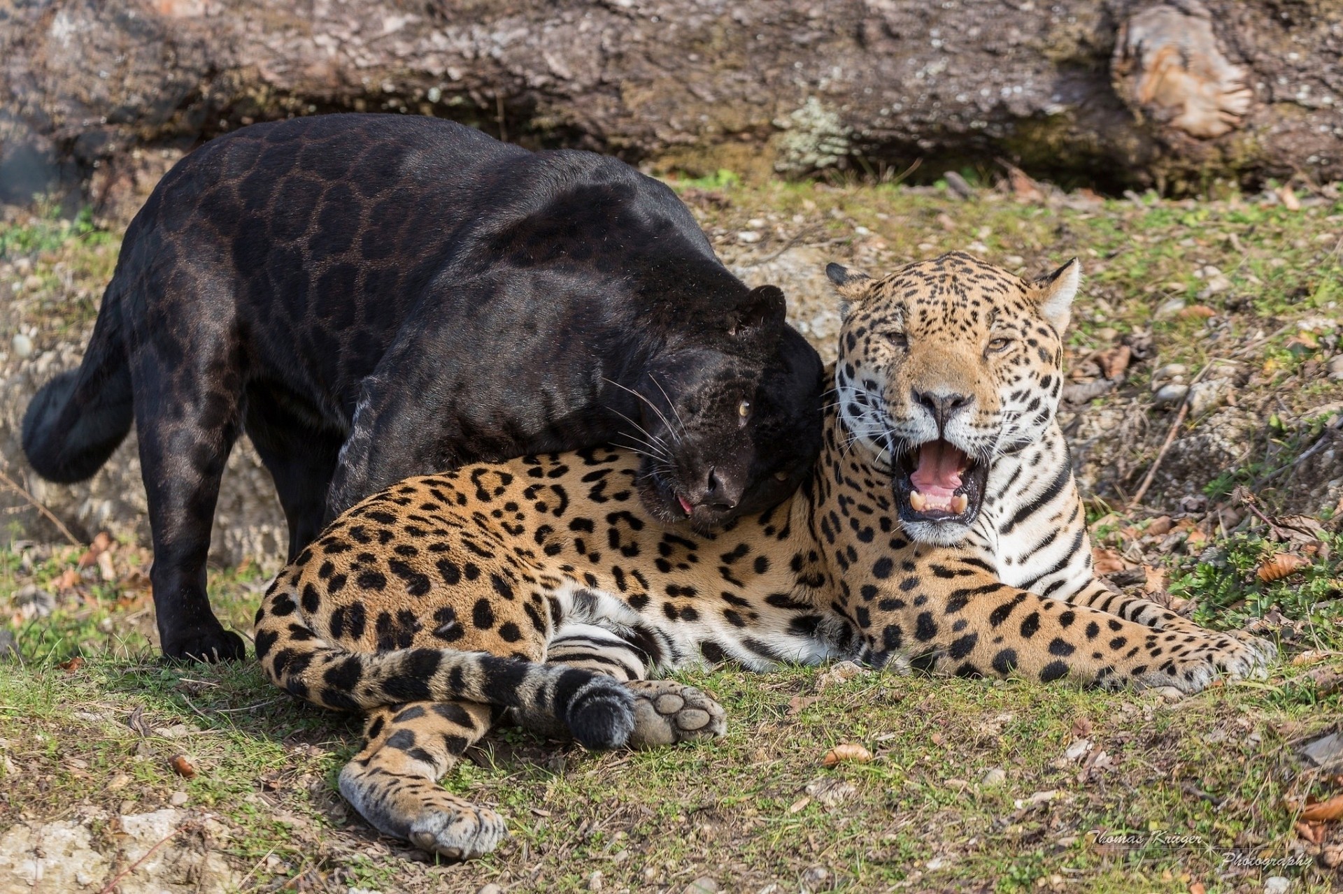 gatti selvatici pantera predatori coppia bocca zanne giaguari giaguaro nero