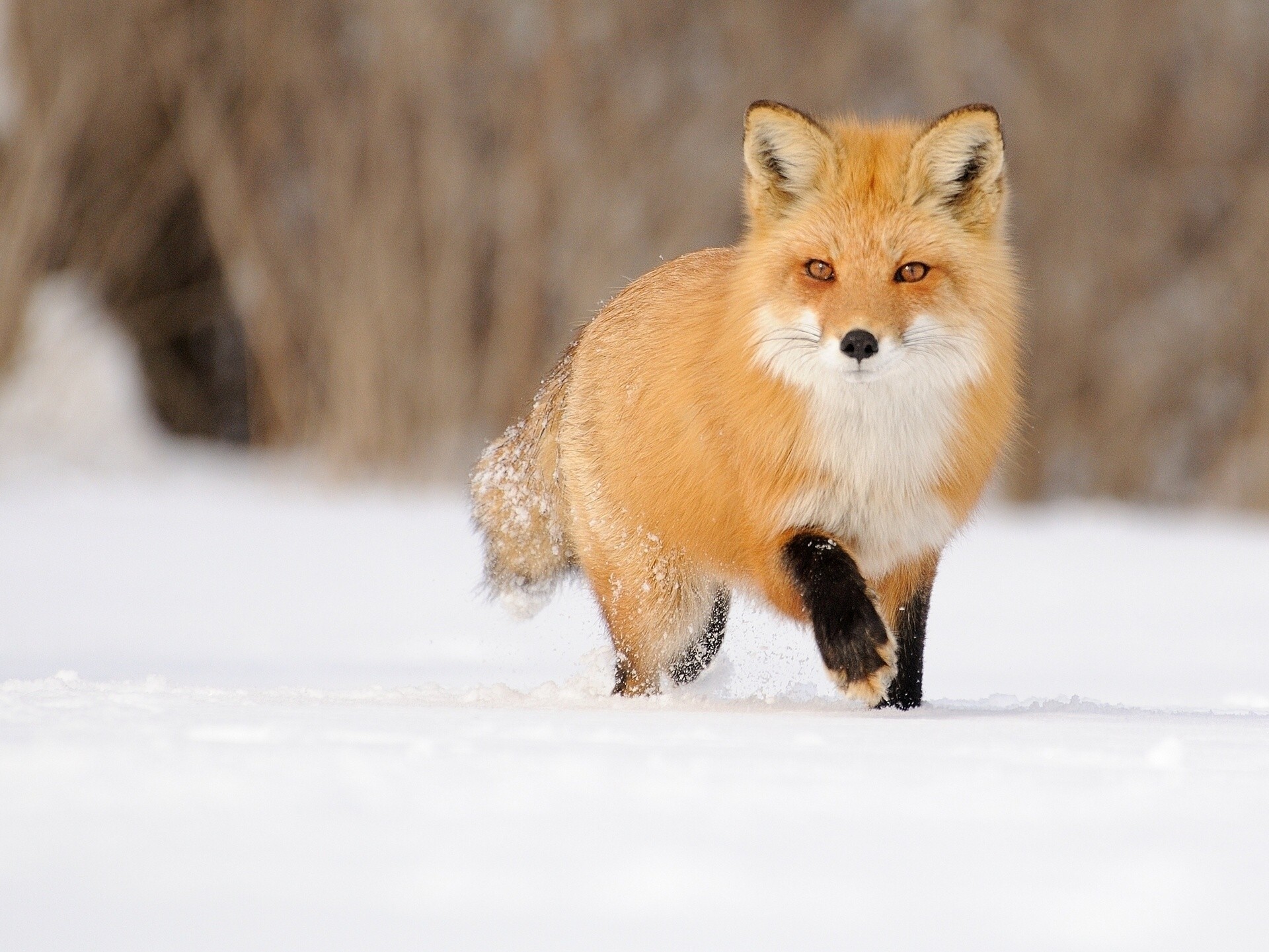 schnee fuchs winter rot