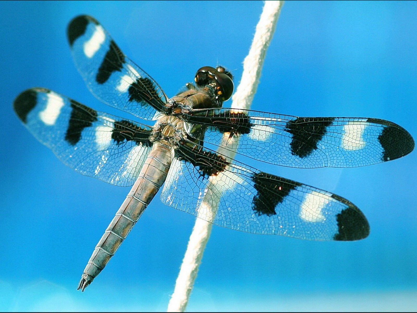 dragonfly close up sky flight