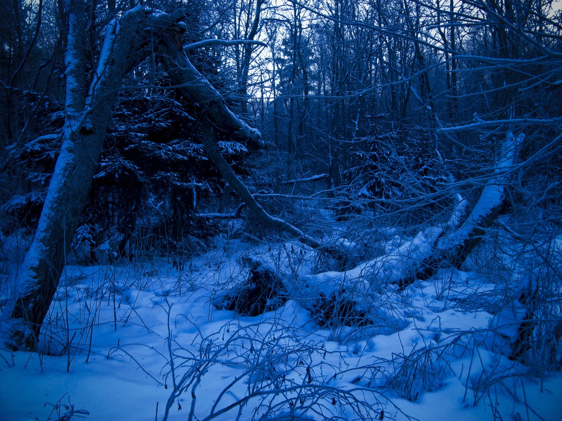 invierno bosque azul