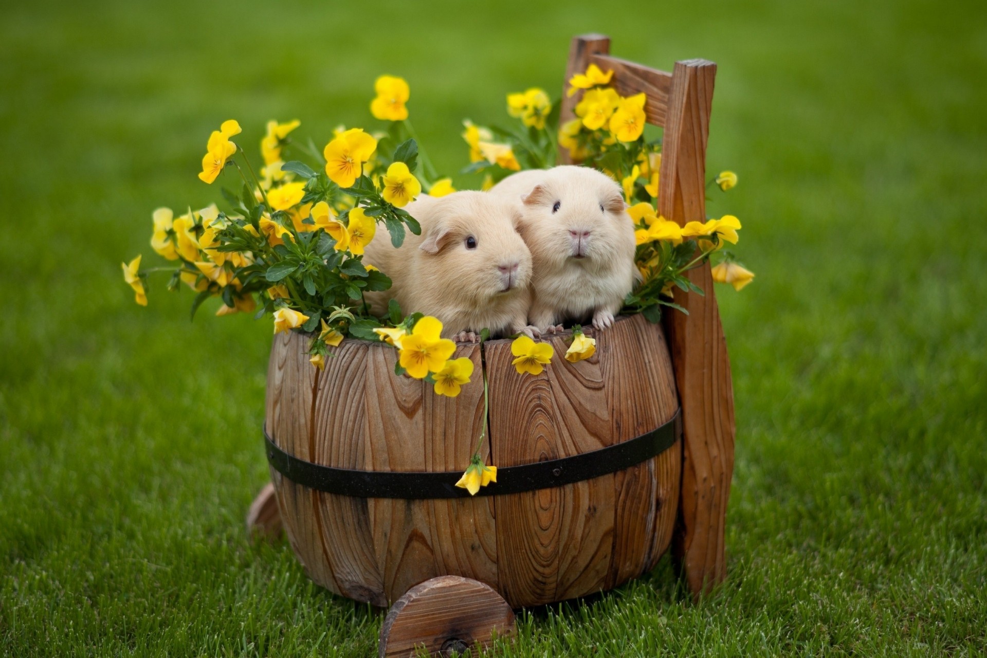 guinea pigs pansy flower alto