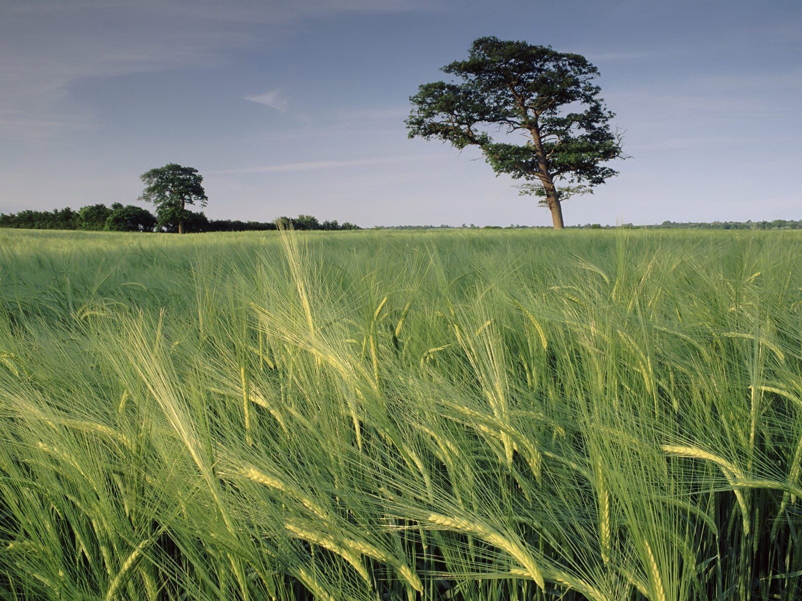 campo erba cielo albero