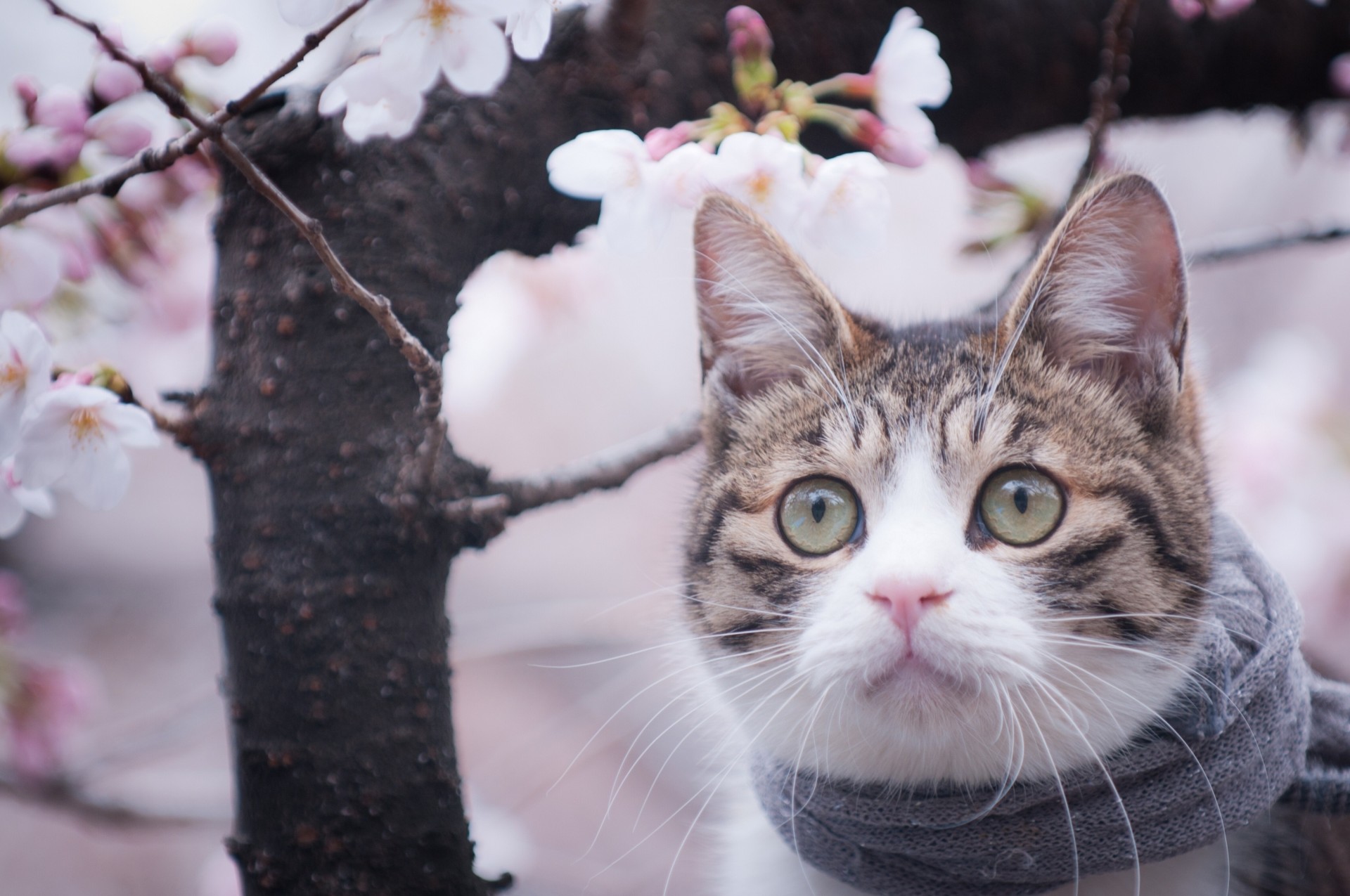 árbol especie caballo de shayr bufanda gato primavera