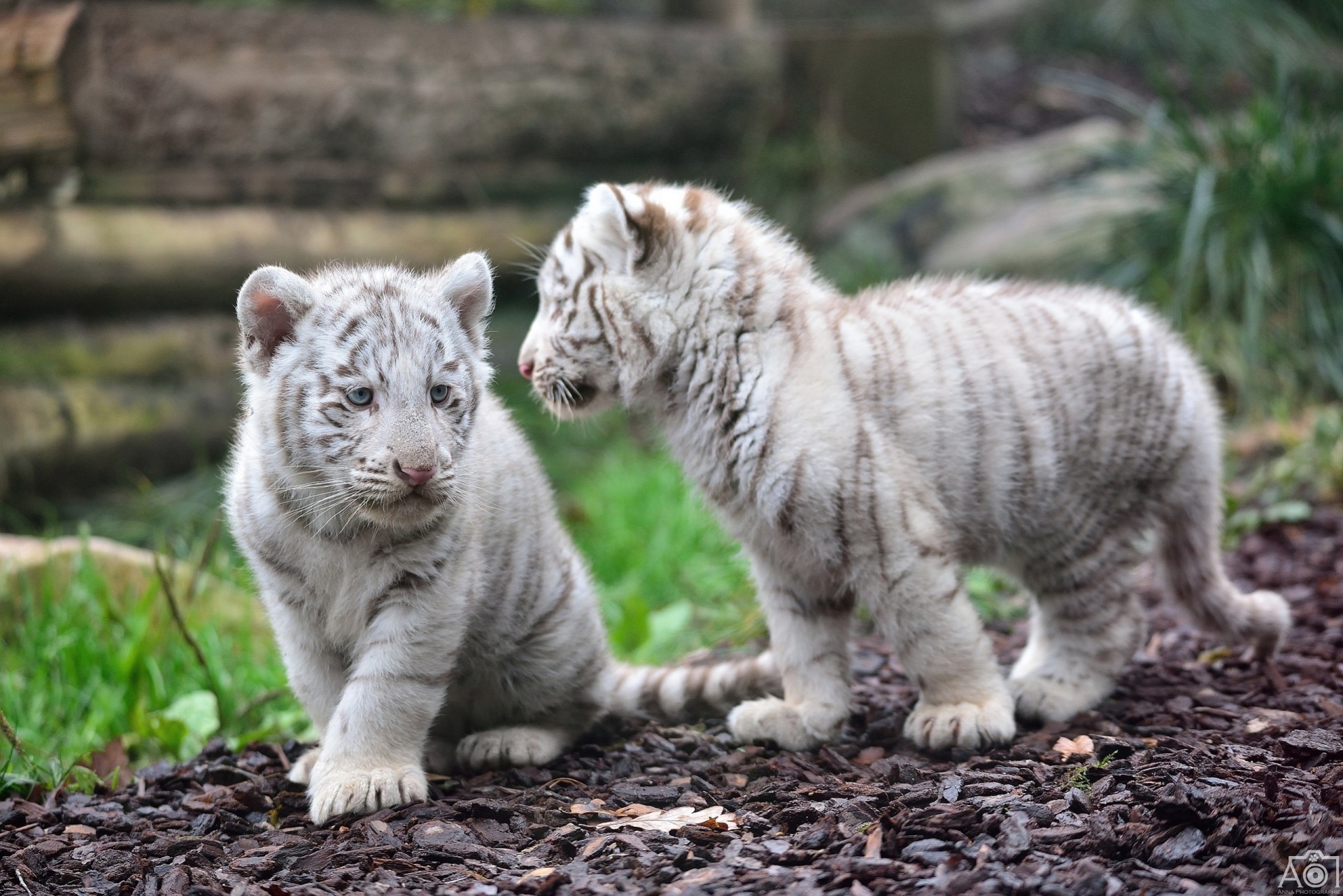 chats sauvages couple tigres tigres blancs bébés tigres