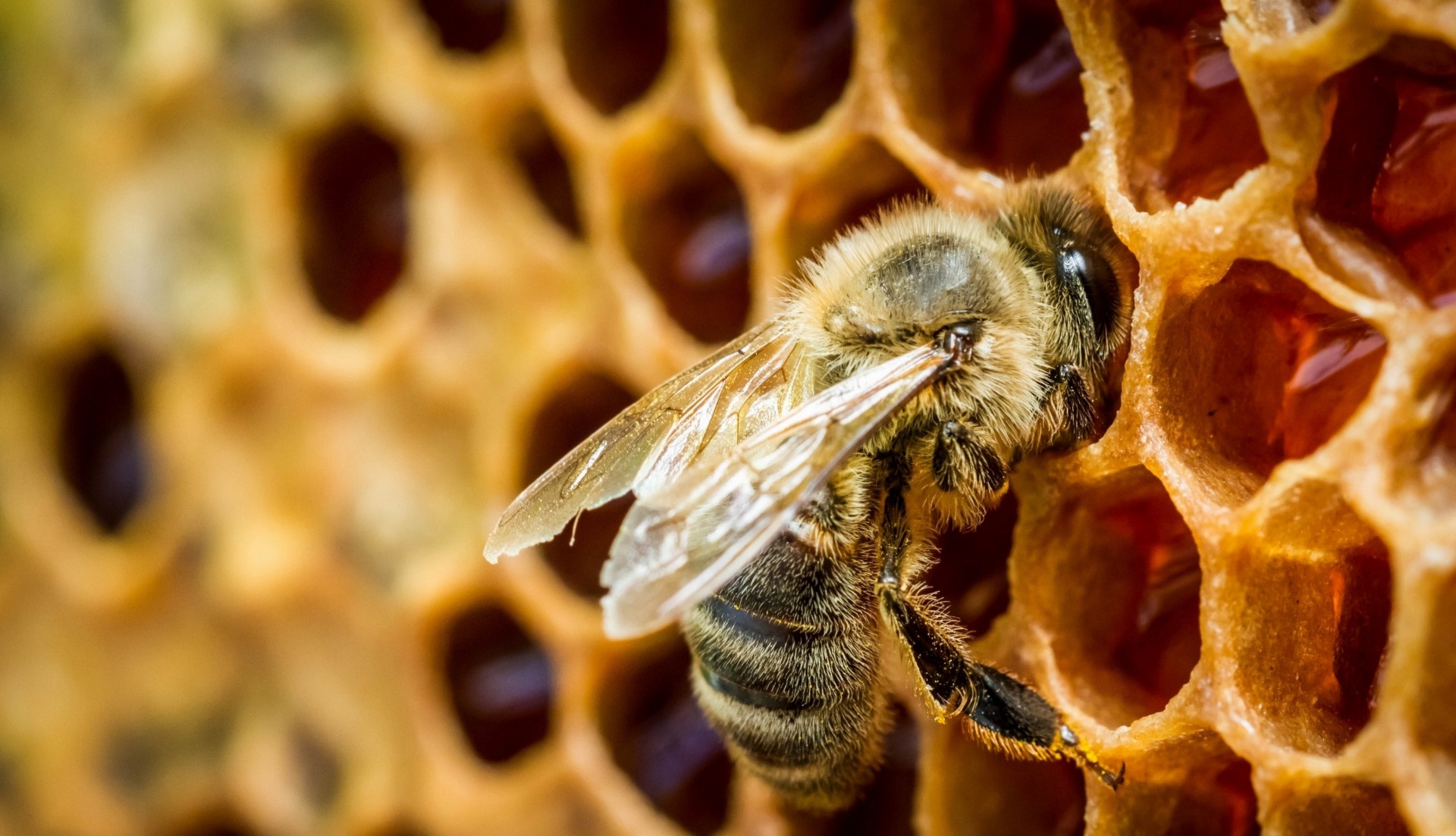 close up honey bee cell