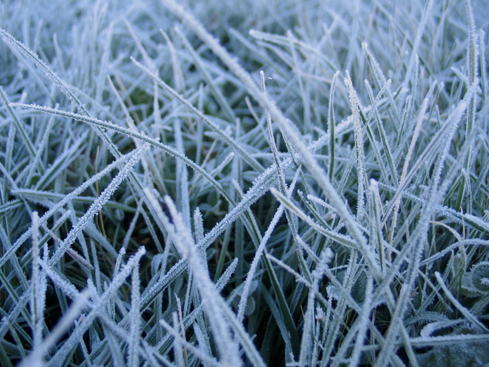 grass close up winter