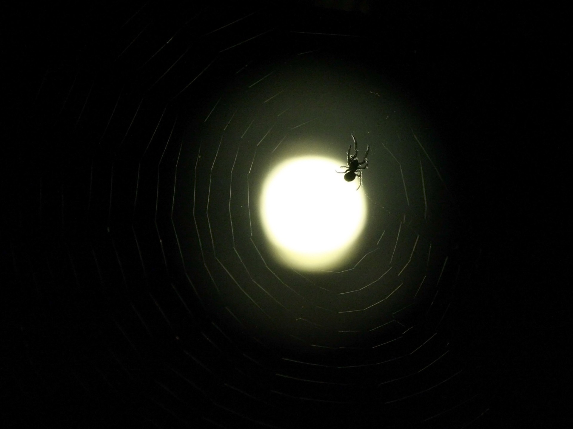 luna telaraña araña