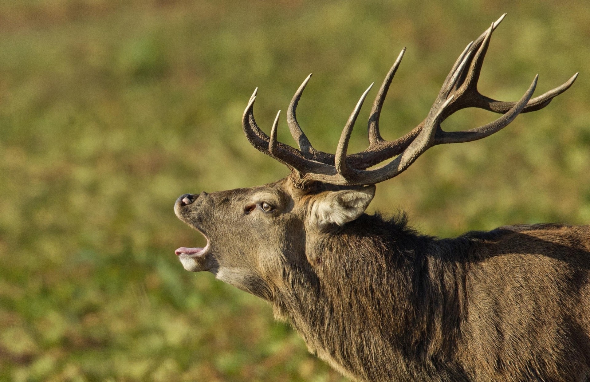 reindeer horn