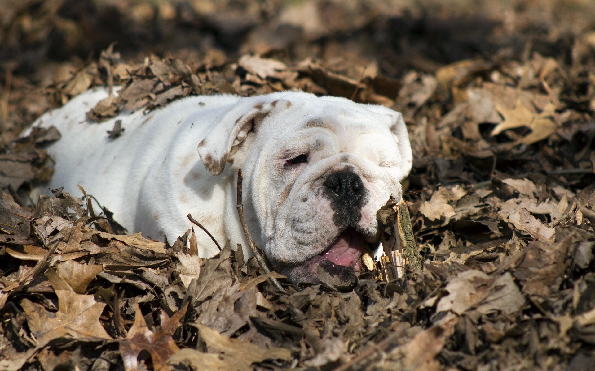 feuille chien bulldog bulldog anglais