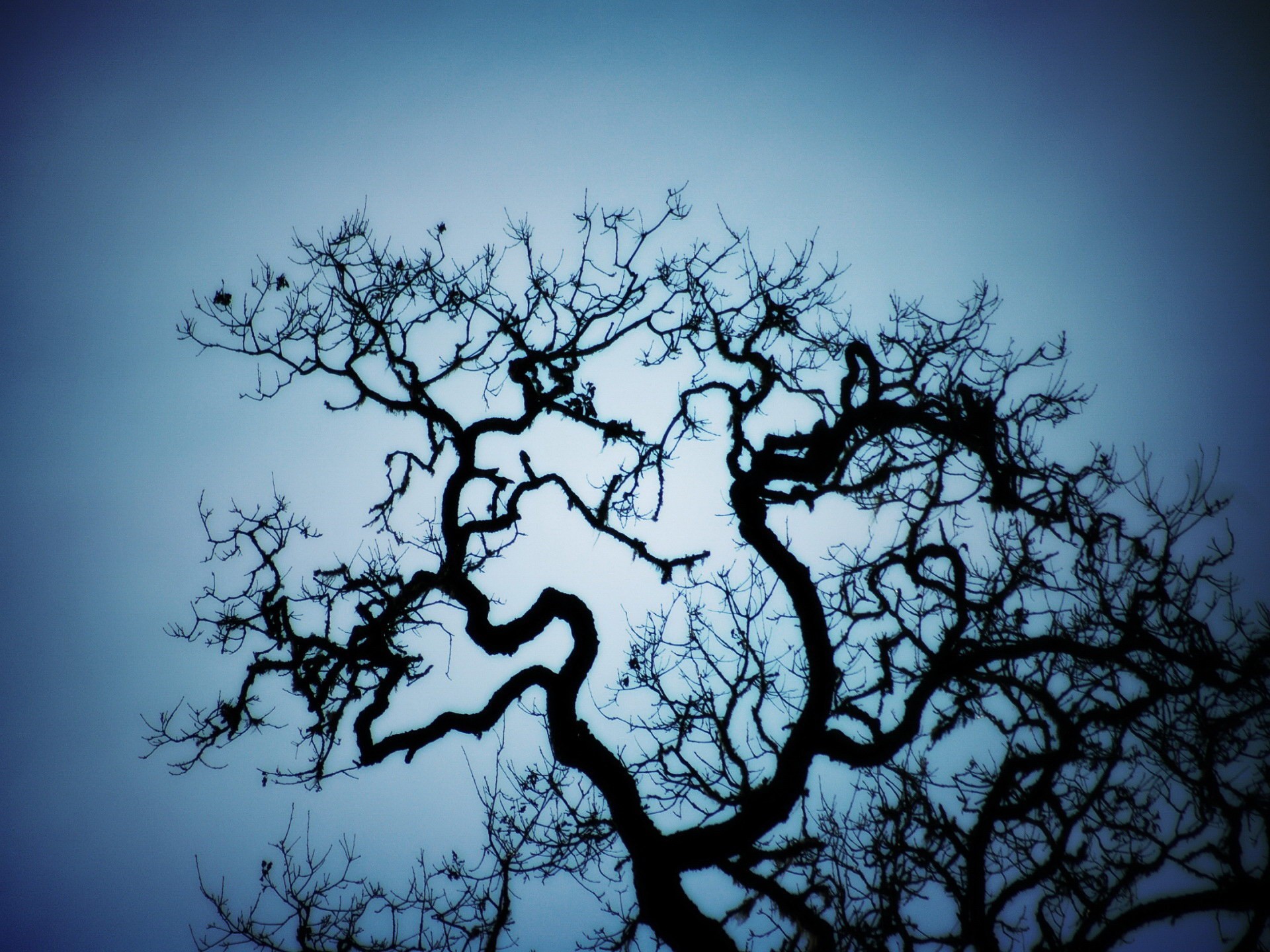 arbre courbes branches