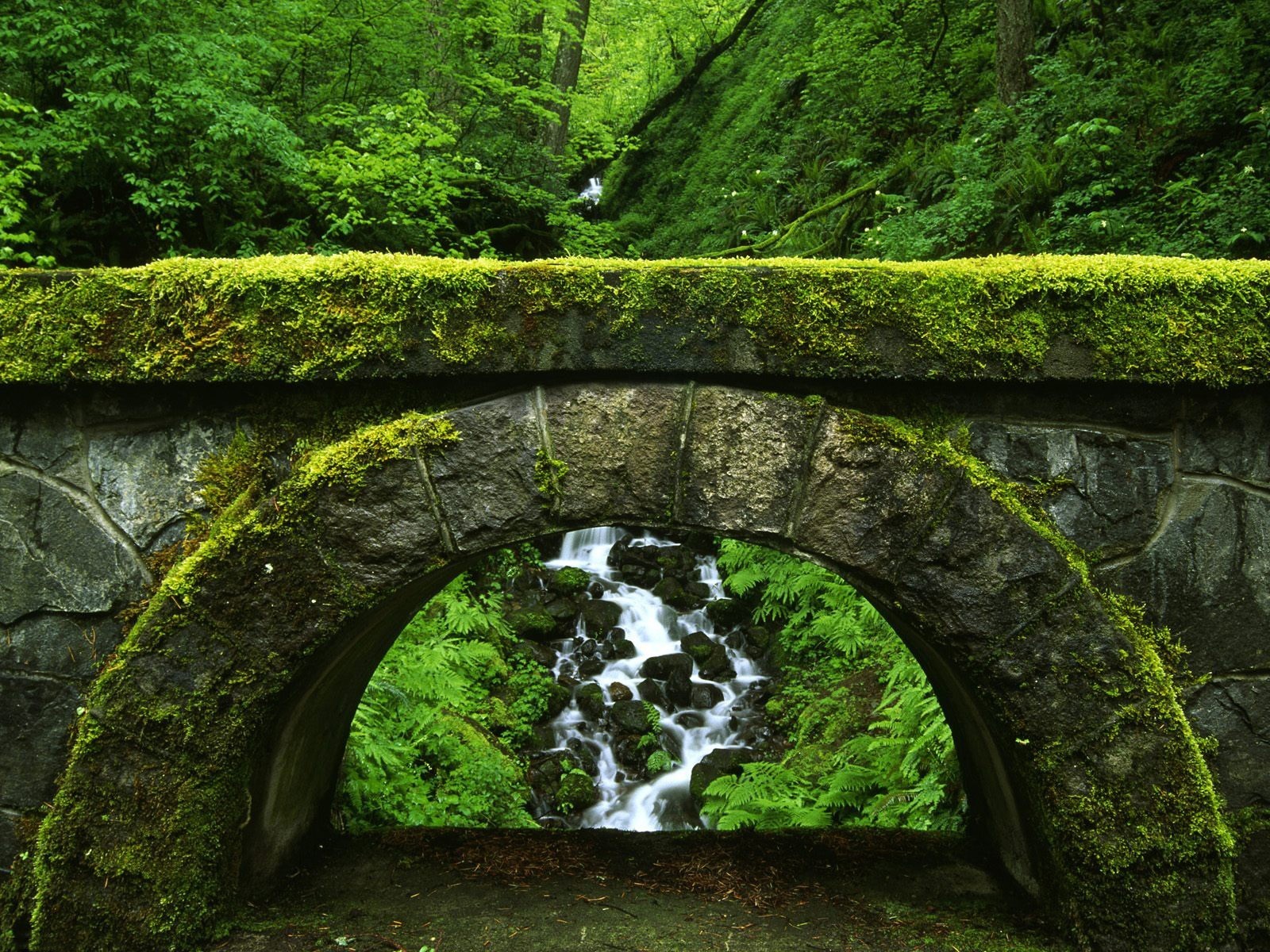 nature pont vert fourrés