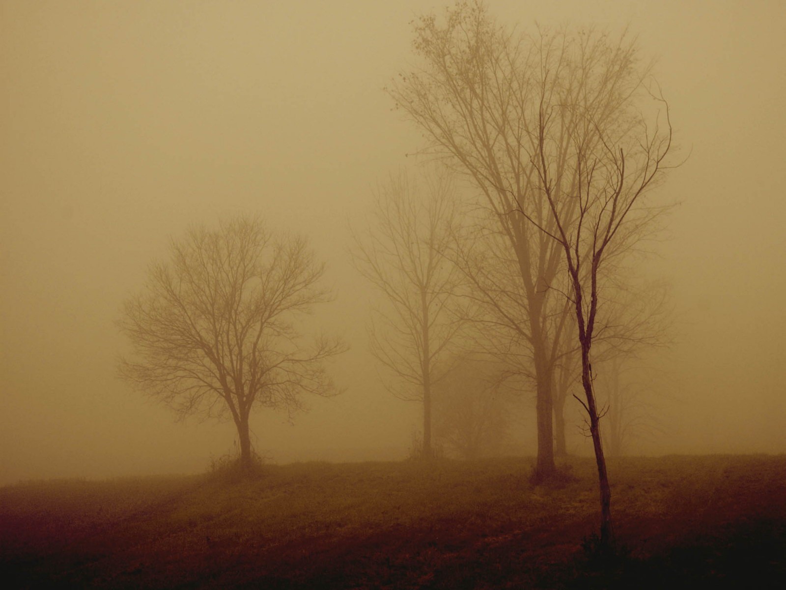 alberi nebbia notte