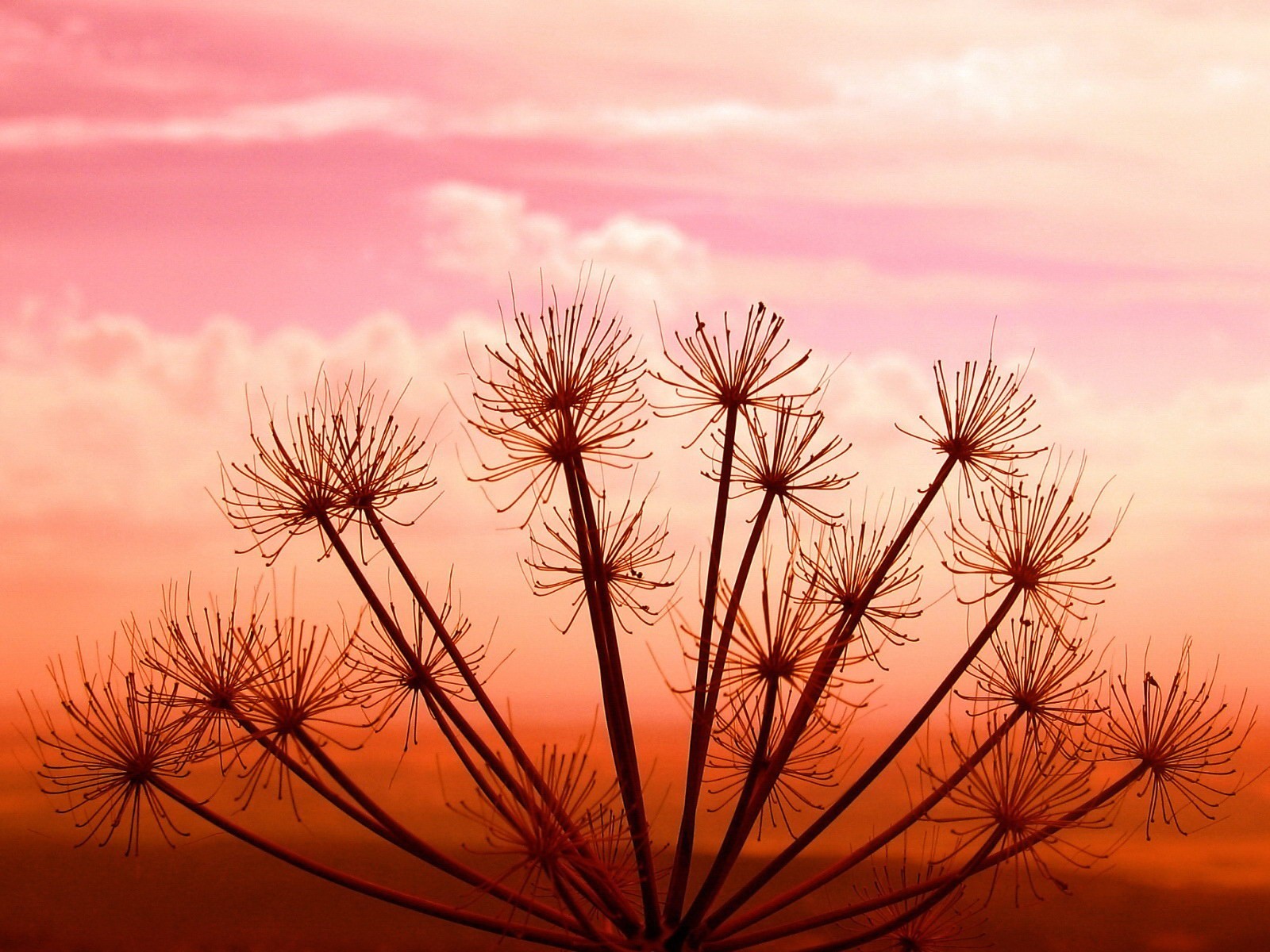 plant sunset sky