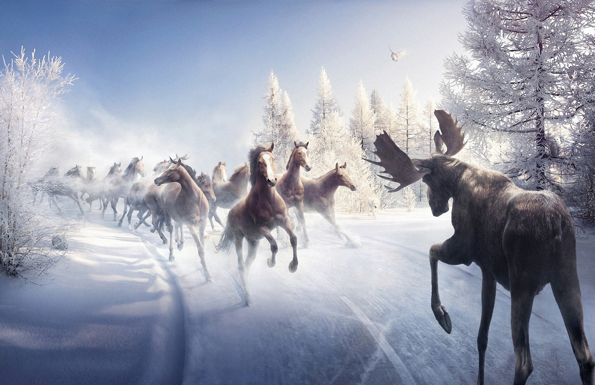 elk palmiers chevaux oiseaux route neige hiver