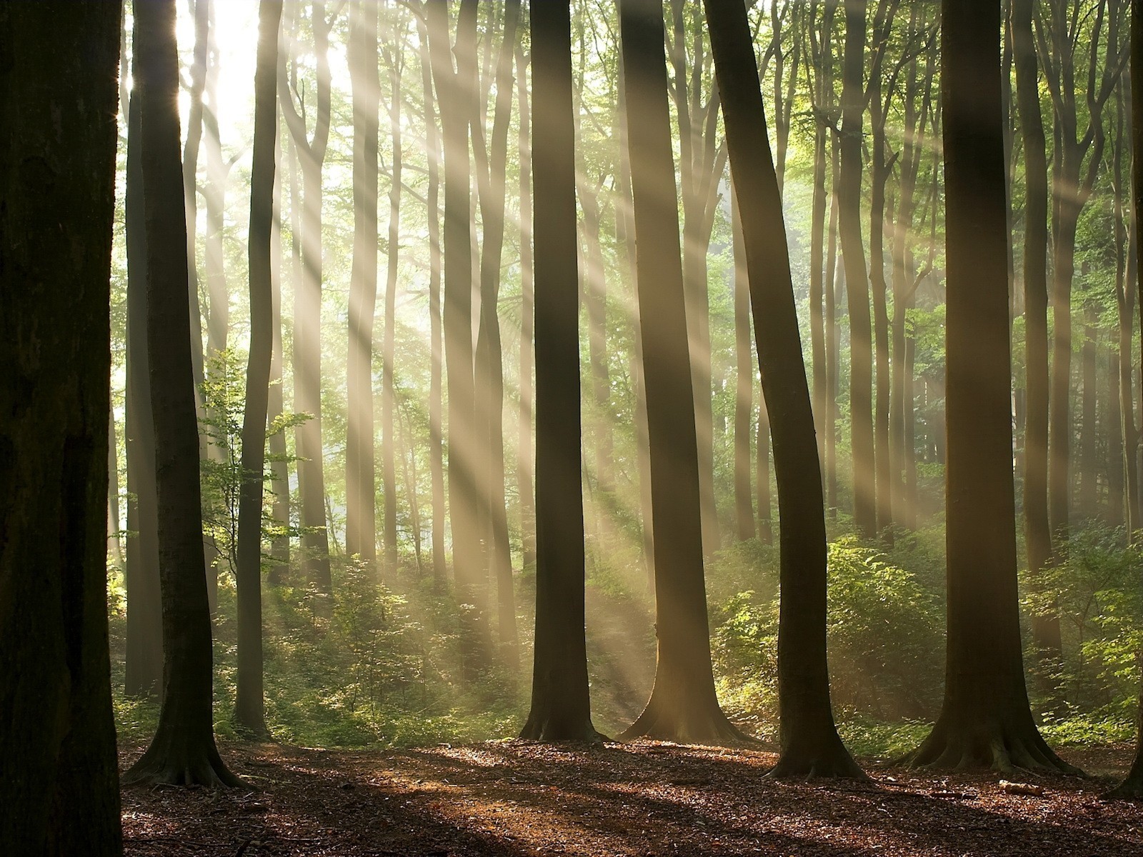 arbres forêt lumière soleil