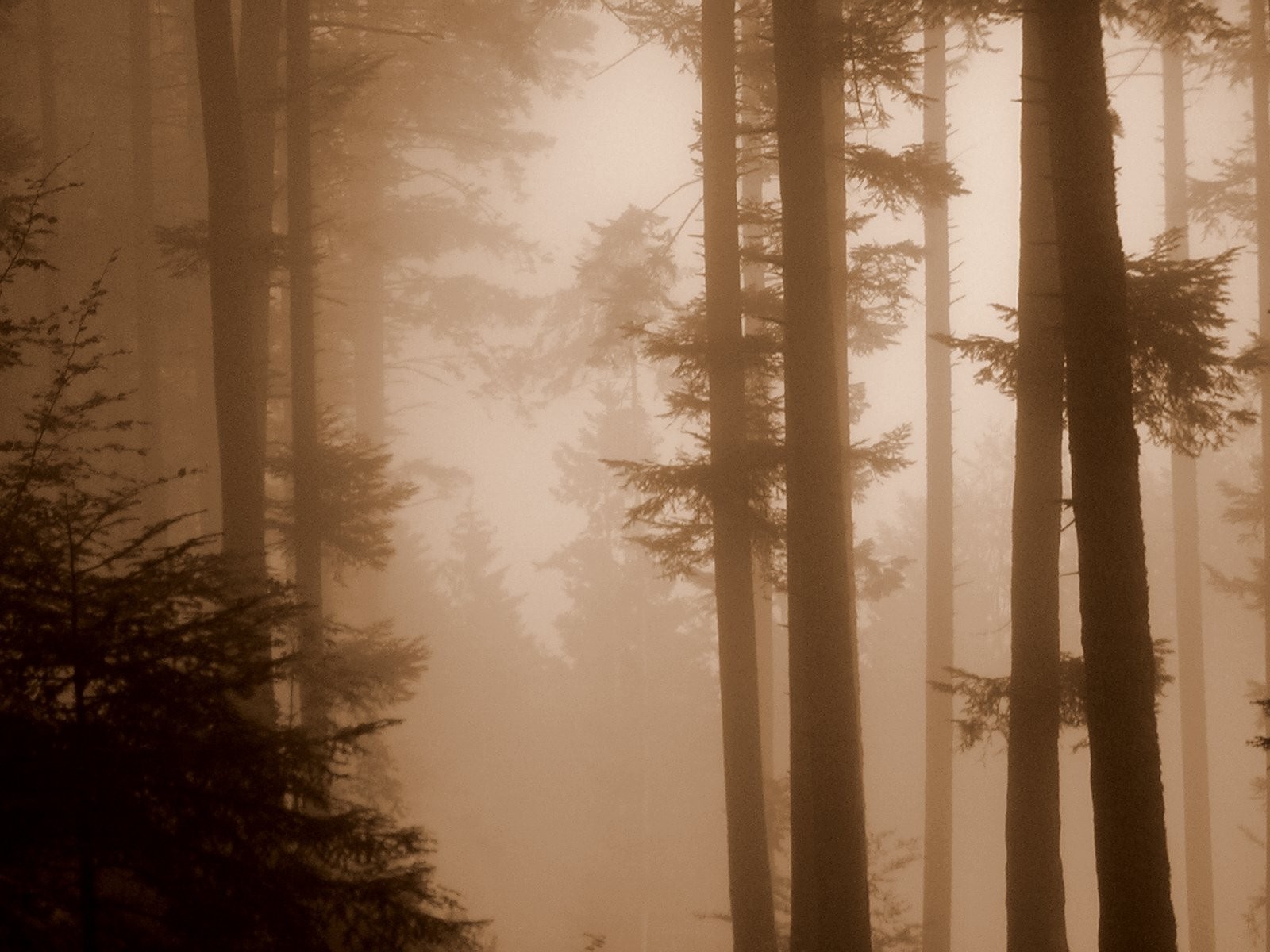 fog sepia forest