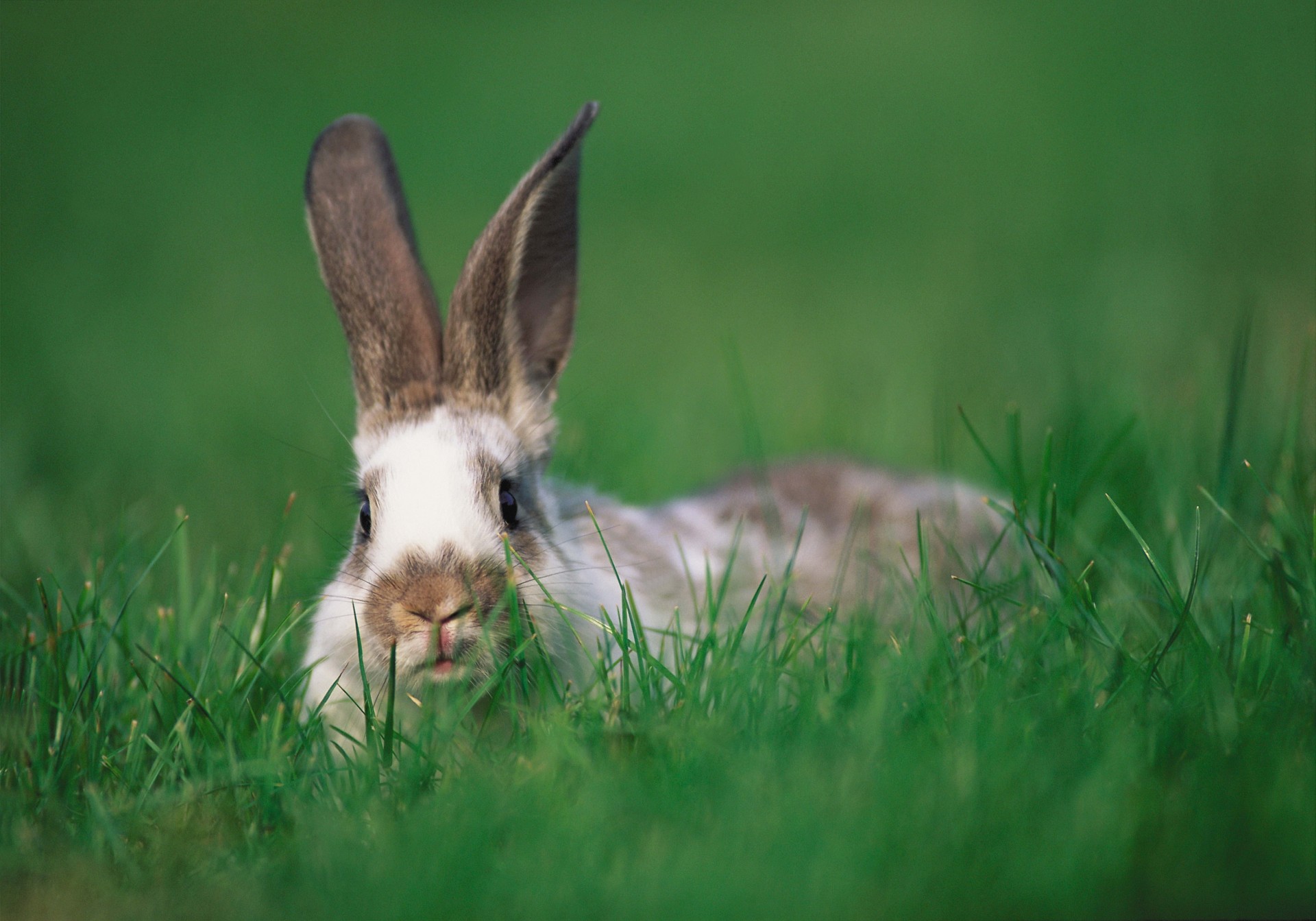 verstecken gras hase ohren