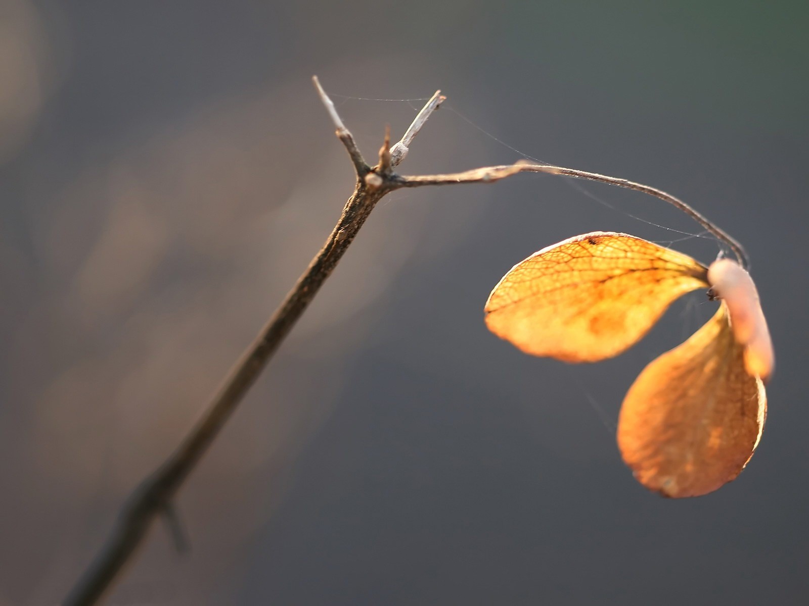 branche toile d araignée automne