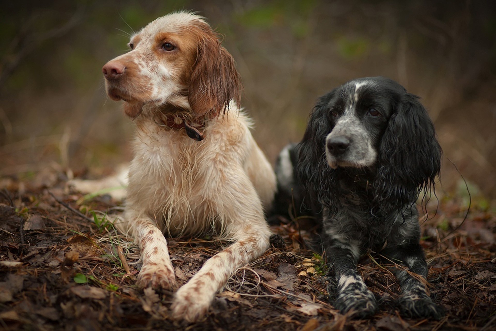 seter angielski psy spaniel